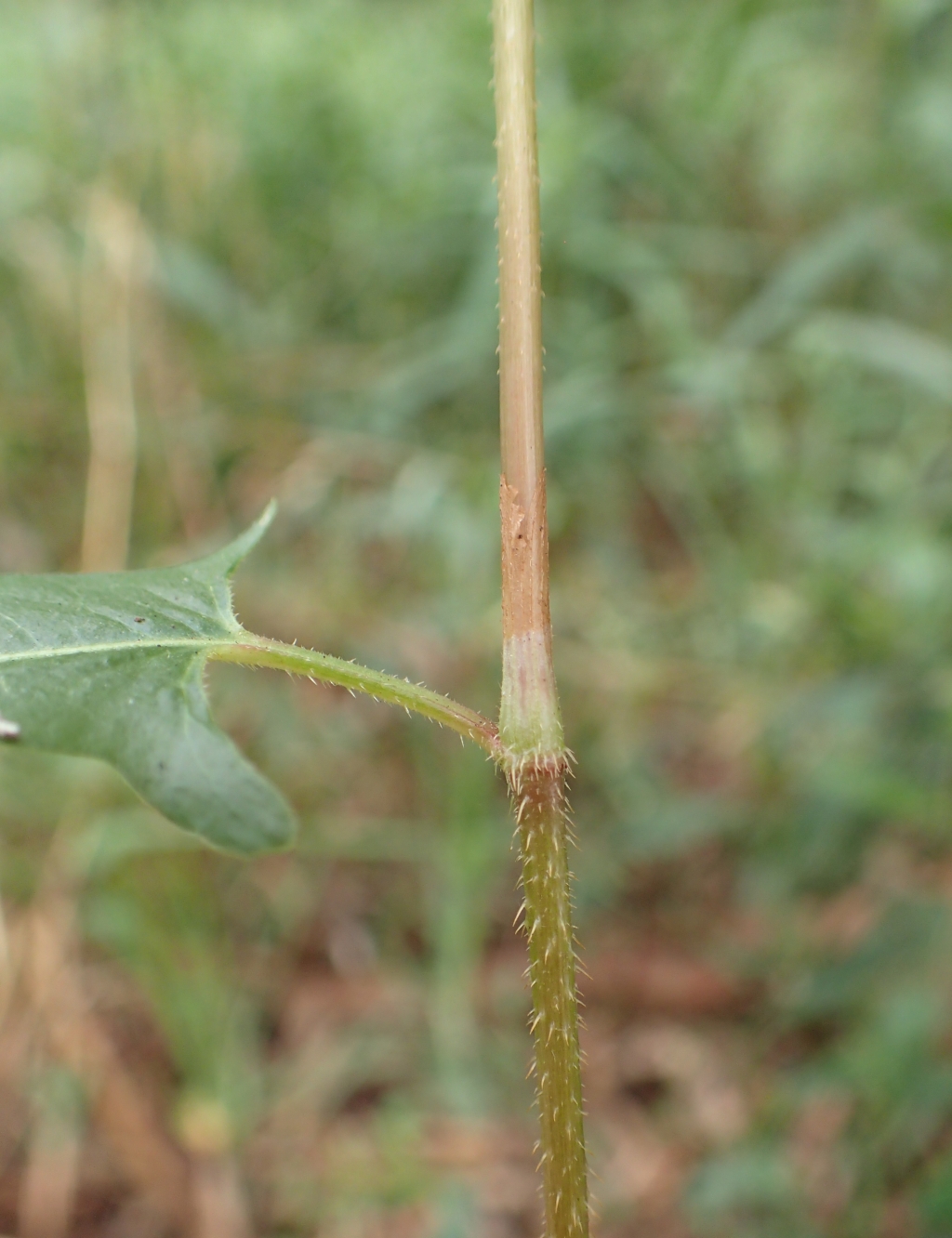 Persicaria praetermissa (hero image)