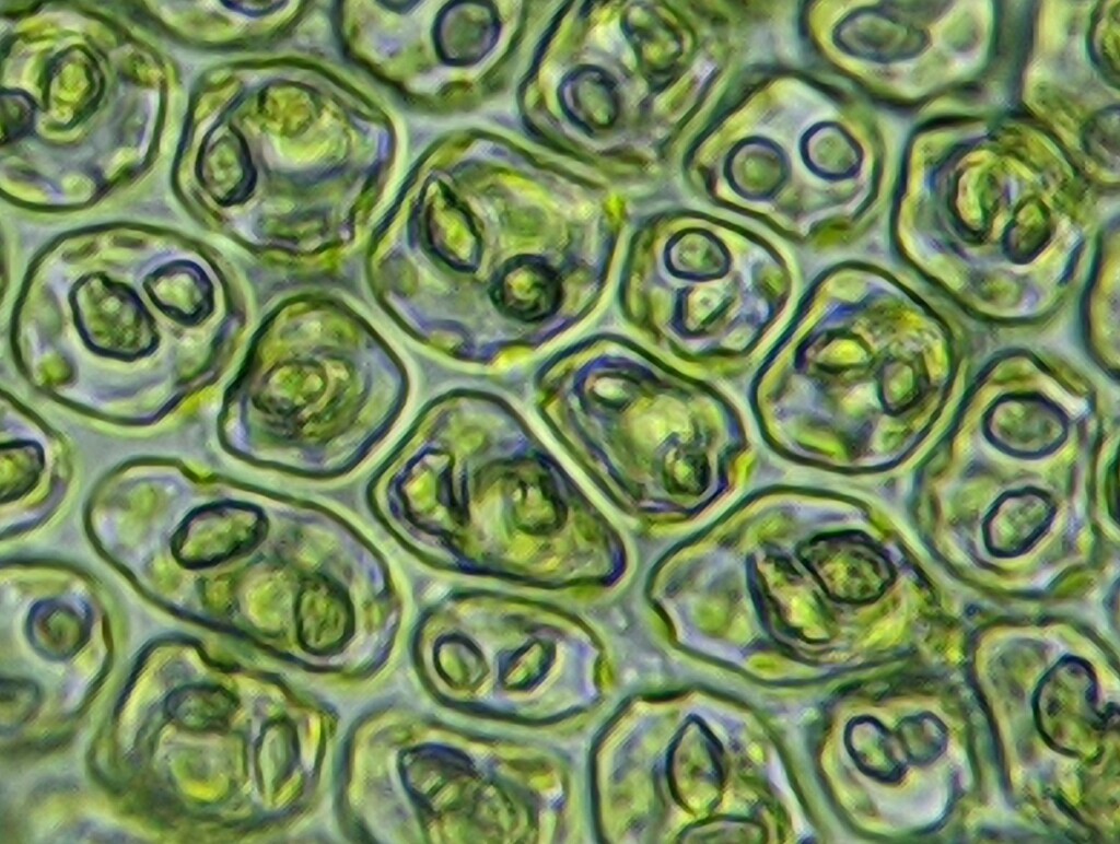 Chiloscyphus (hero image)