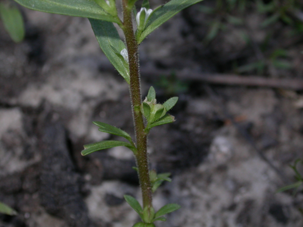 Veronica peregrina (hero image)