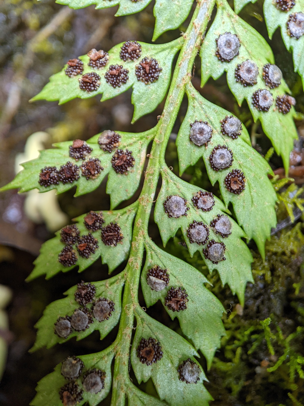 Polystichum (hero image)