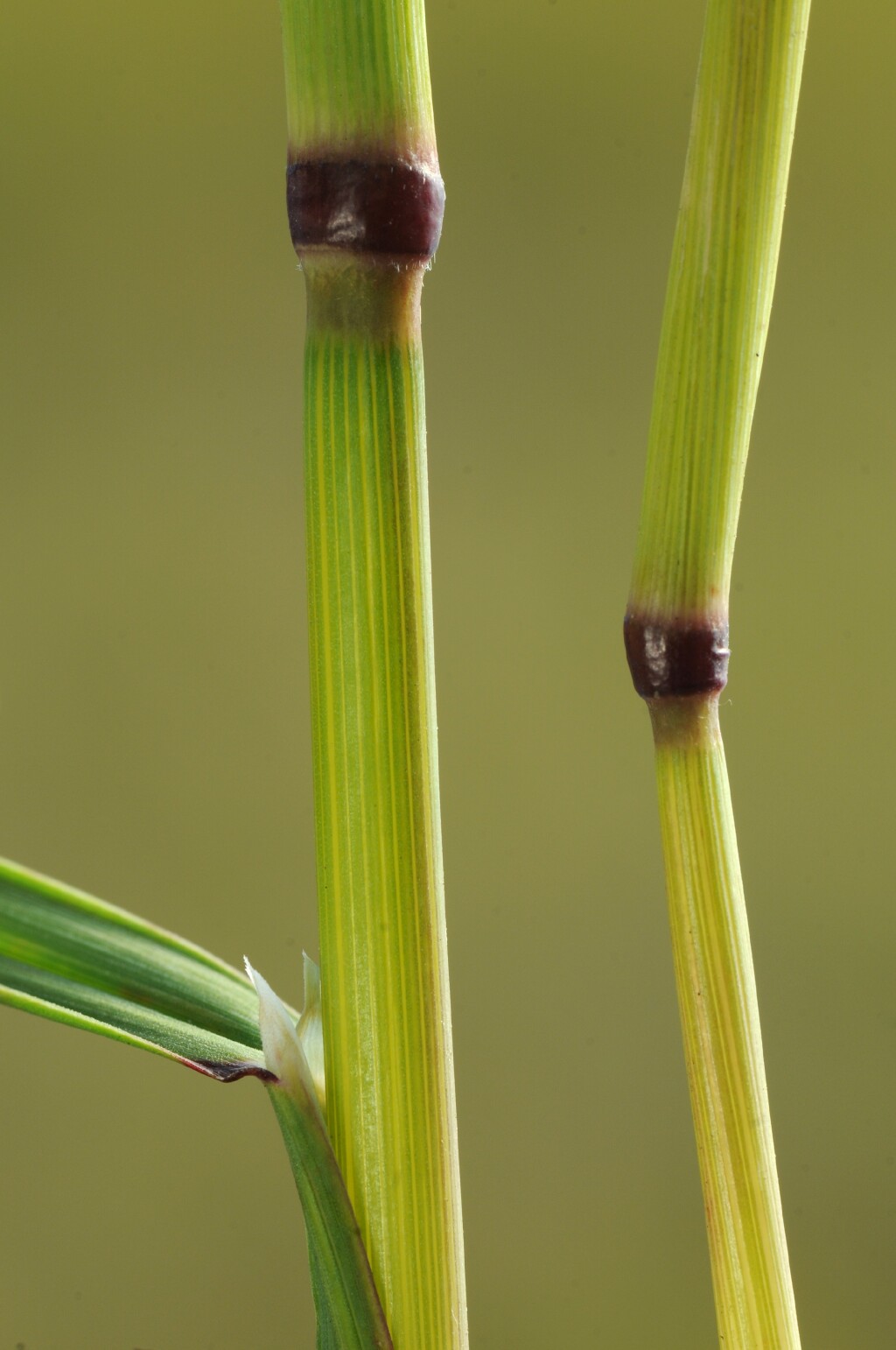 Deyeuxia carinata (hero image)