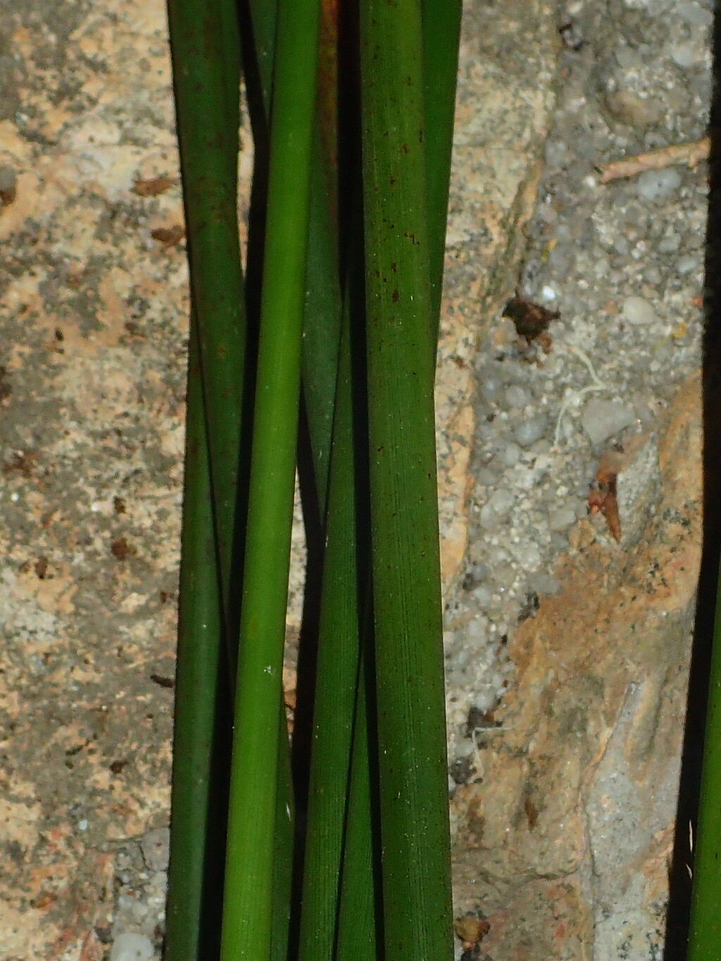 Juncus alexandri subsp. alexandri (hero image)