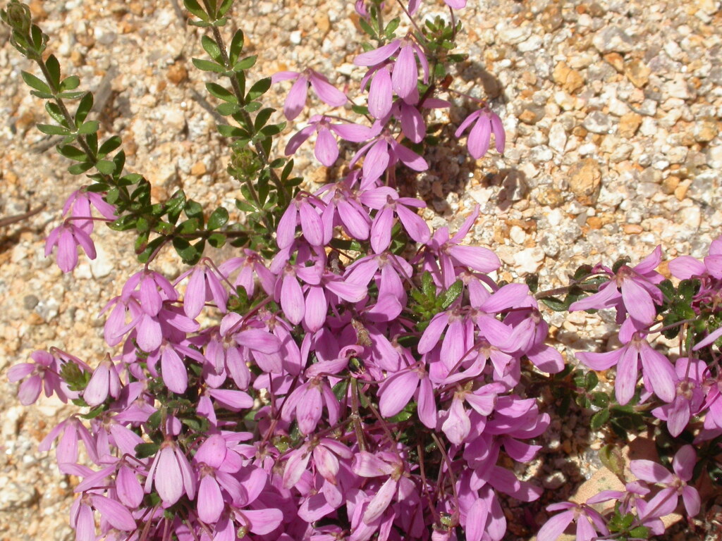 Tetratheca bauerifolia (hero image)