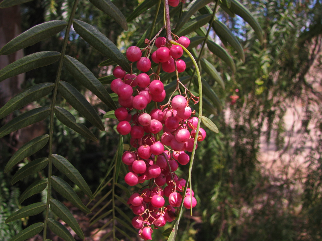 Anacardiaceae (hero image)