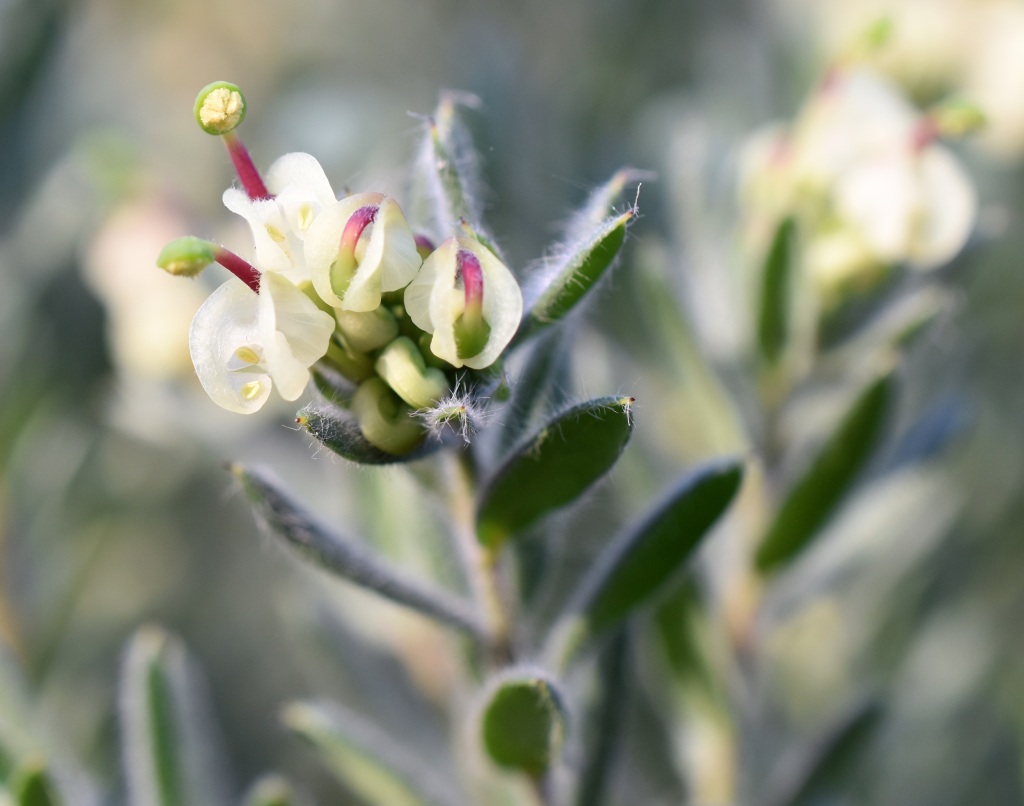 Grevillea jephcottii (hero image)