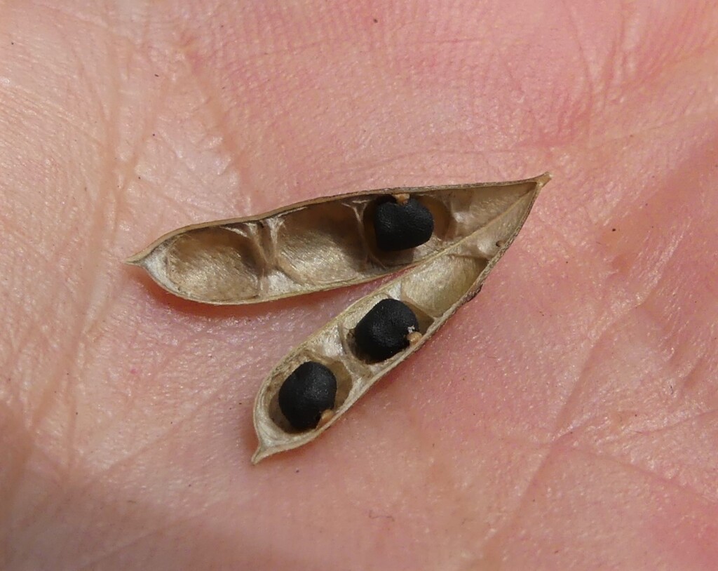 Glycine tabacina (hero image)
