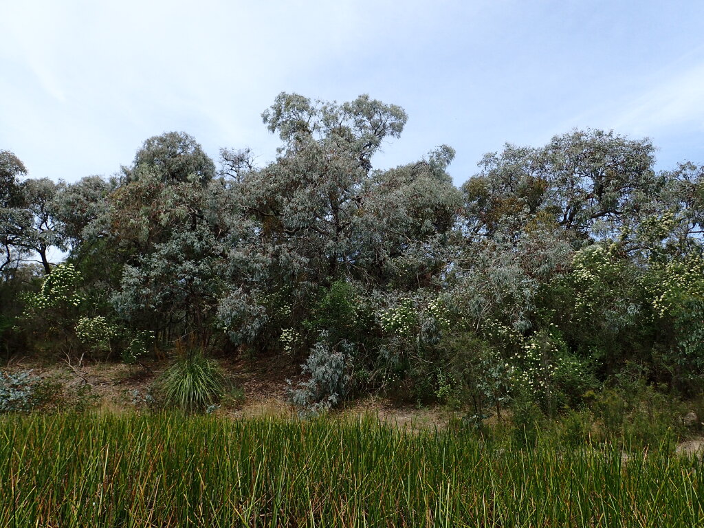 Eucalyptus cephalocarpa (hero image)