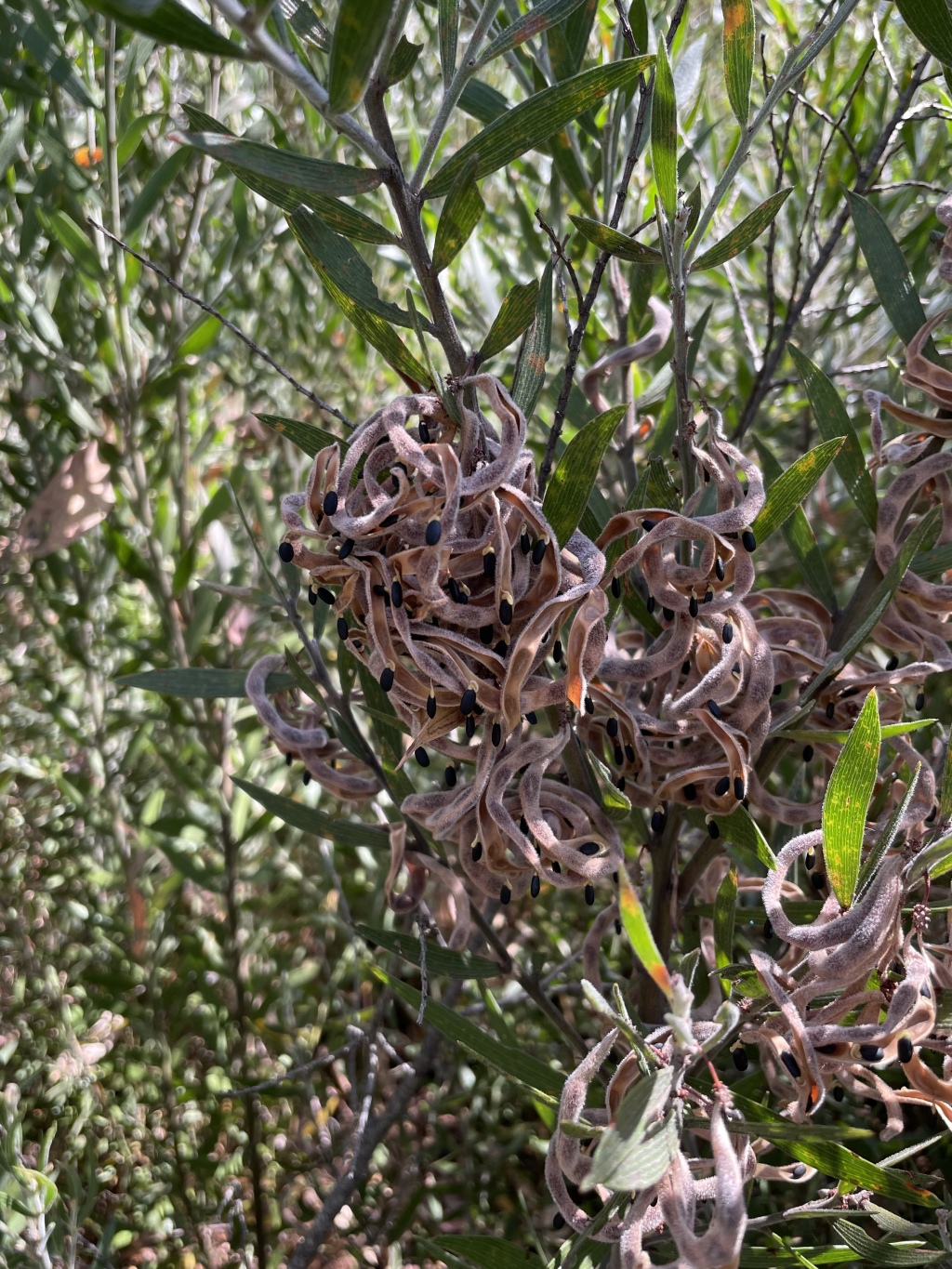 Acacia lanigera (hero image)