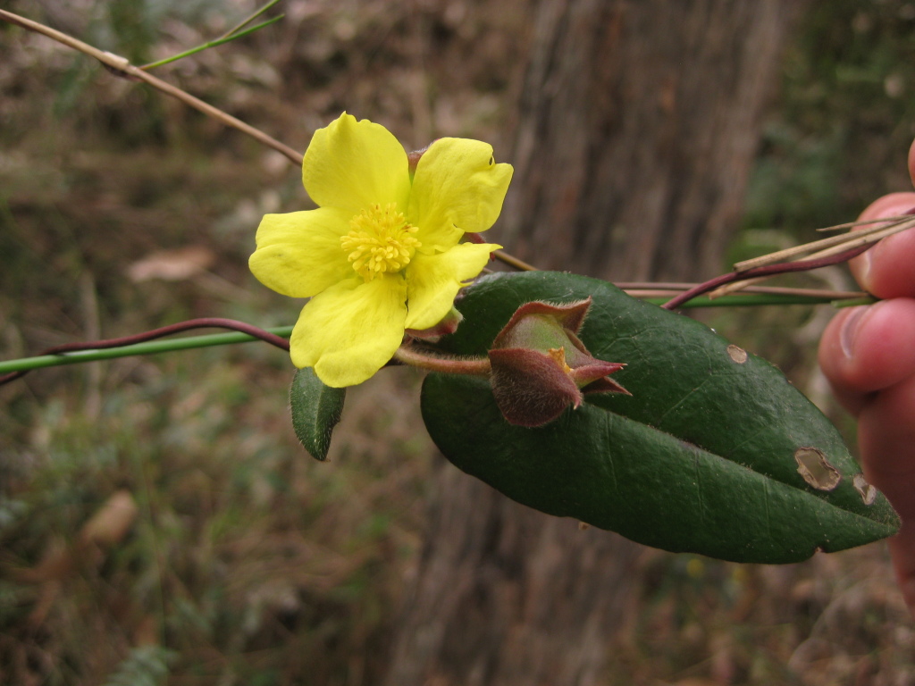 Hibbertia dentata (hero image)