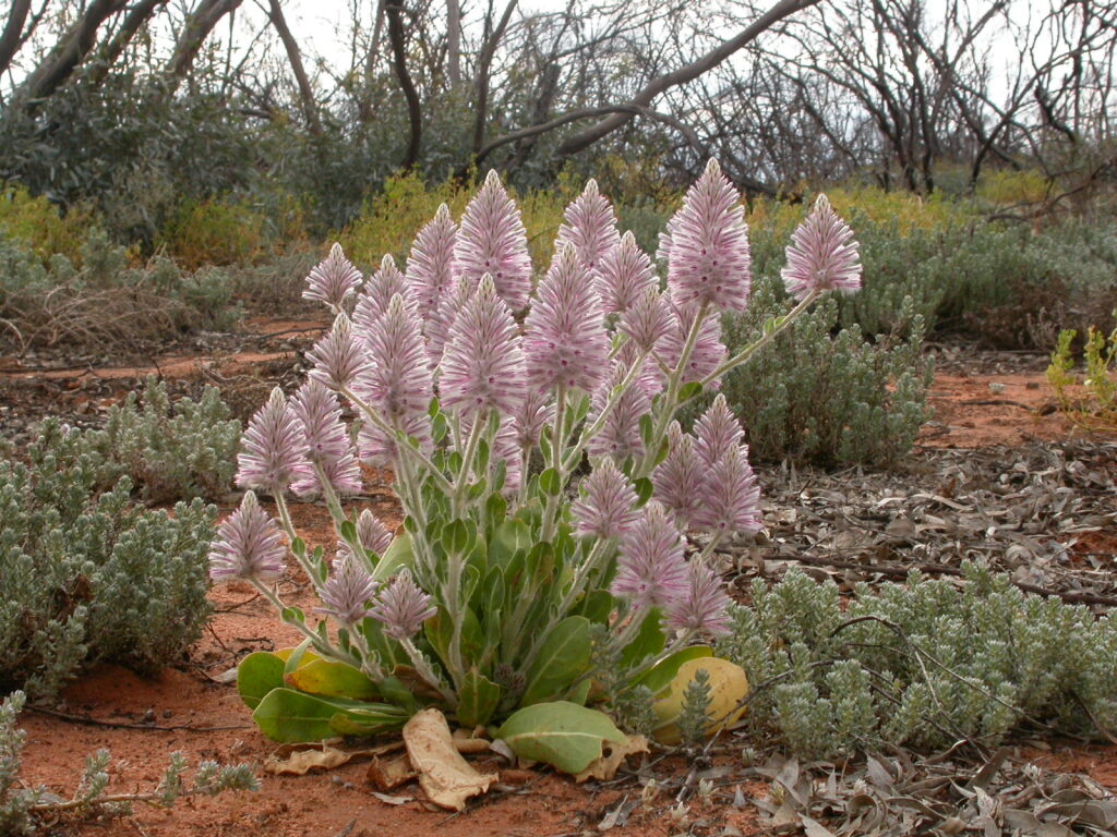 Ptilotus exaltatus (hero image)