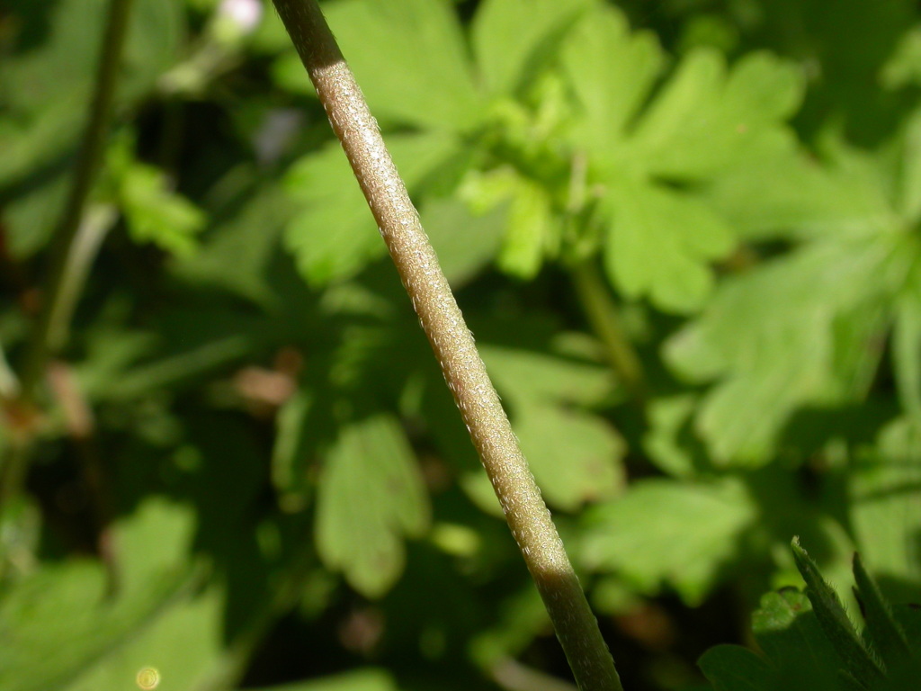 Geranium homeanum (hero image)