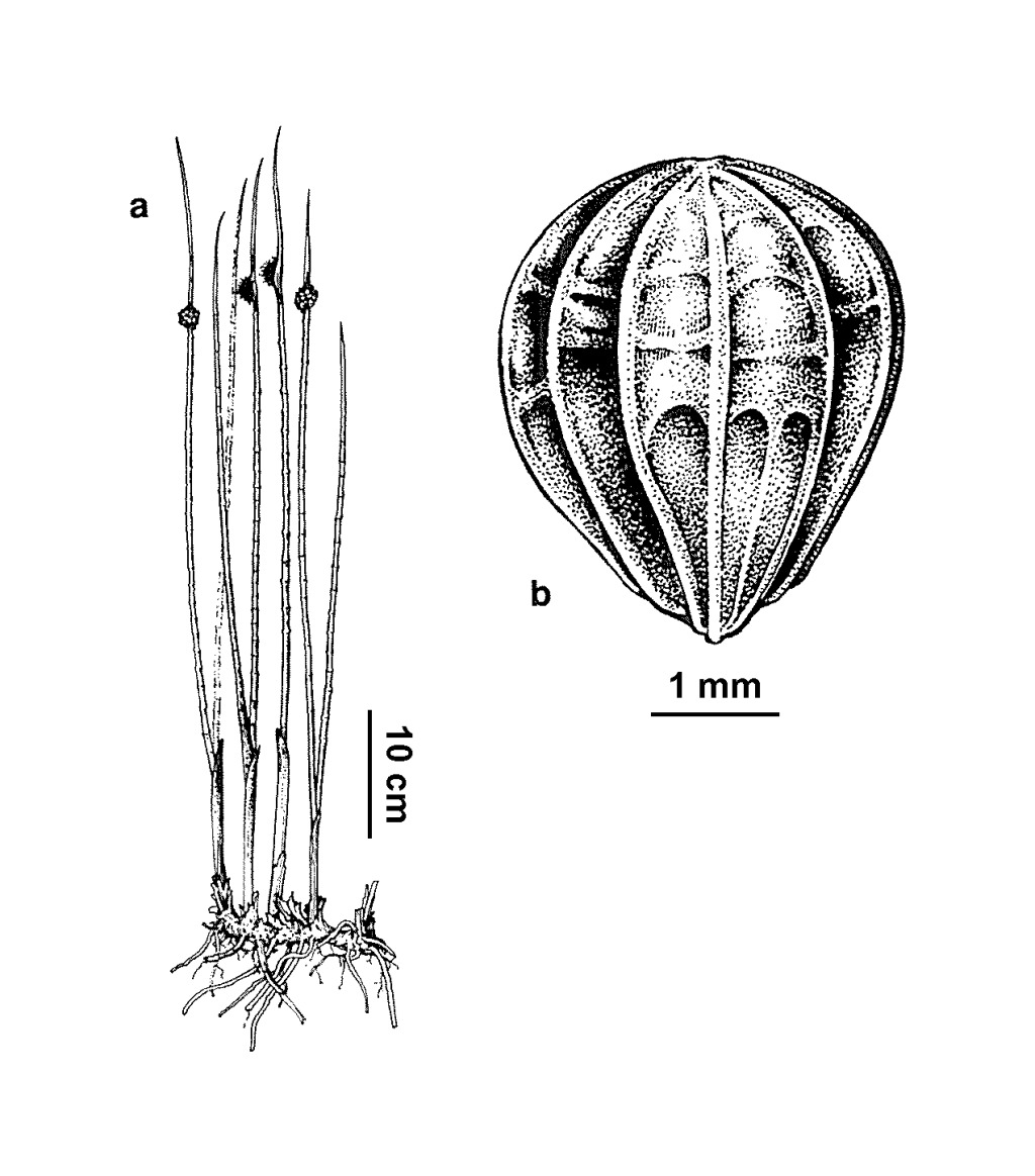 Chorizandra australis (hero image)