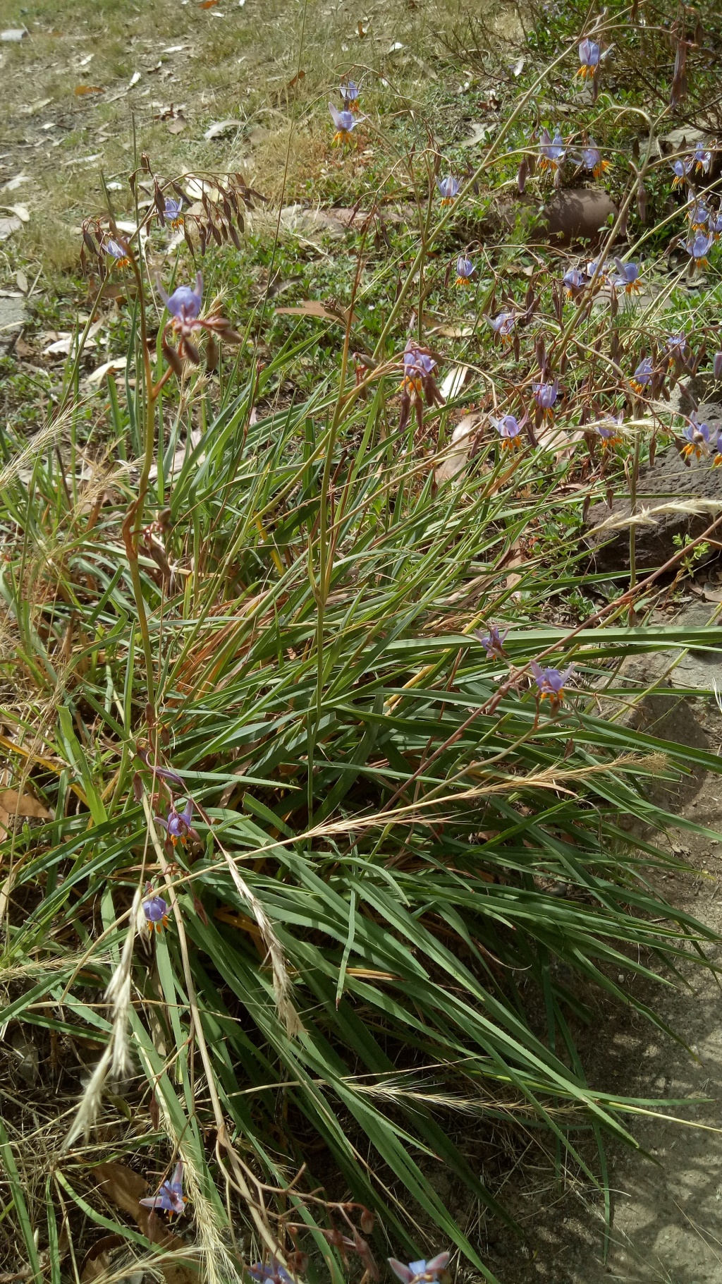 Dianella amoena (hero image)