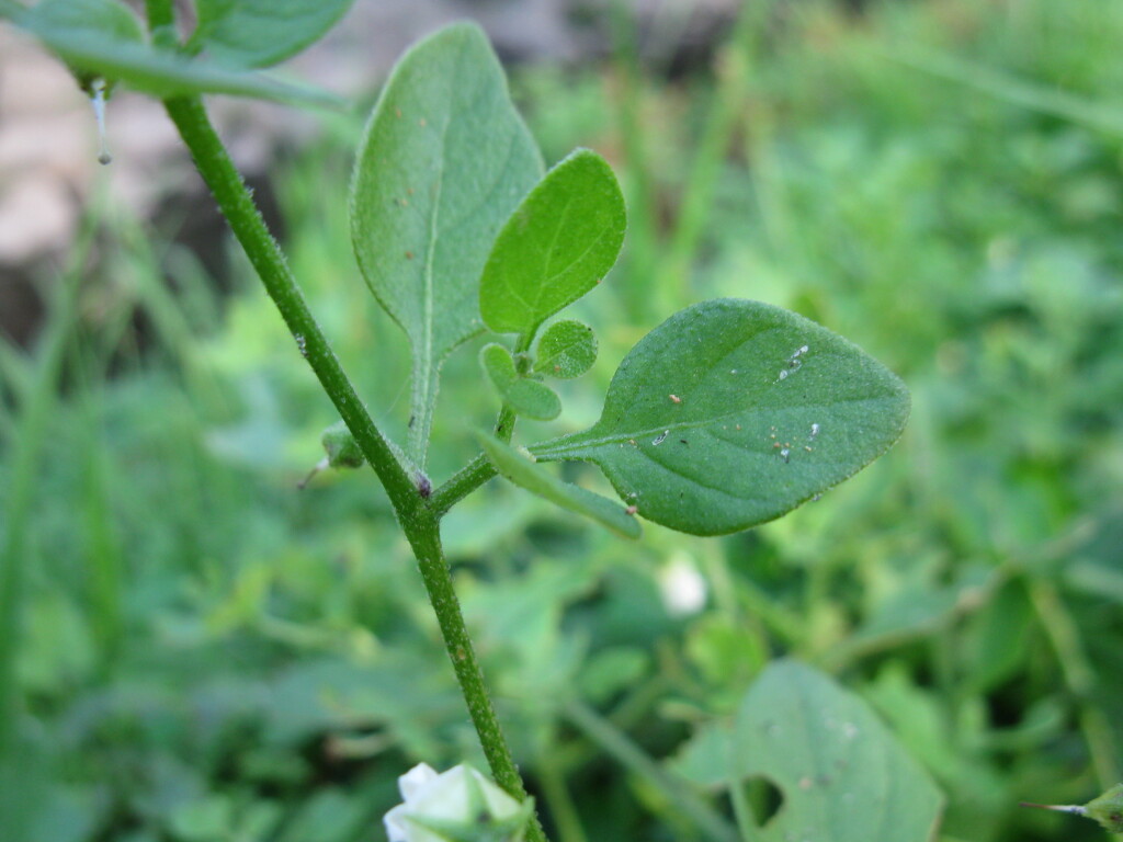 Salpichroa (hero image)