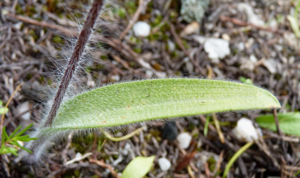 Caladenia tentaculata (hero image)