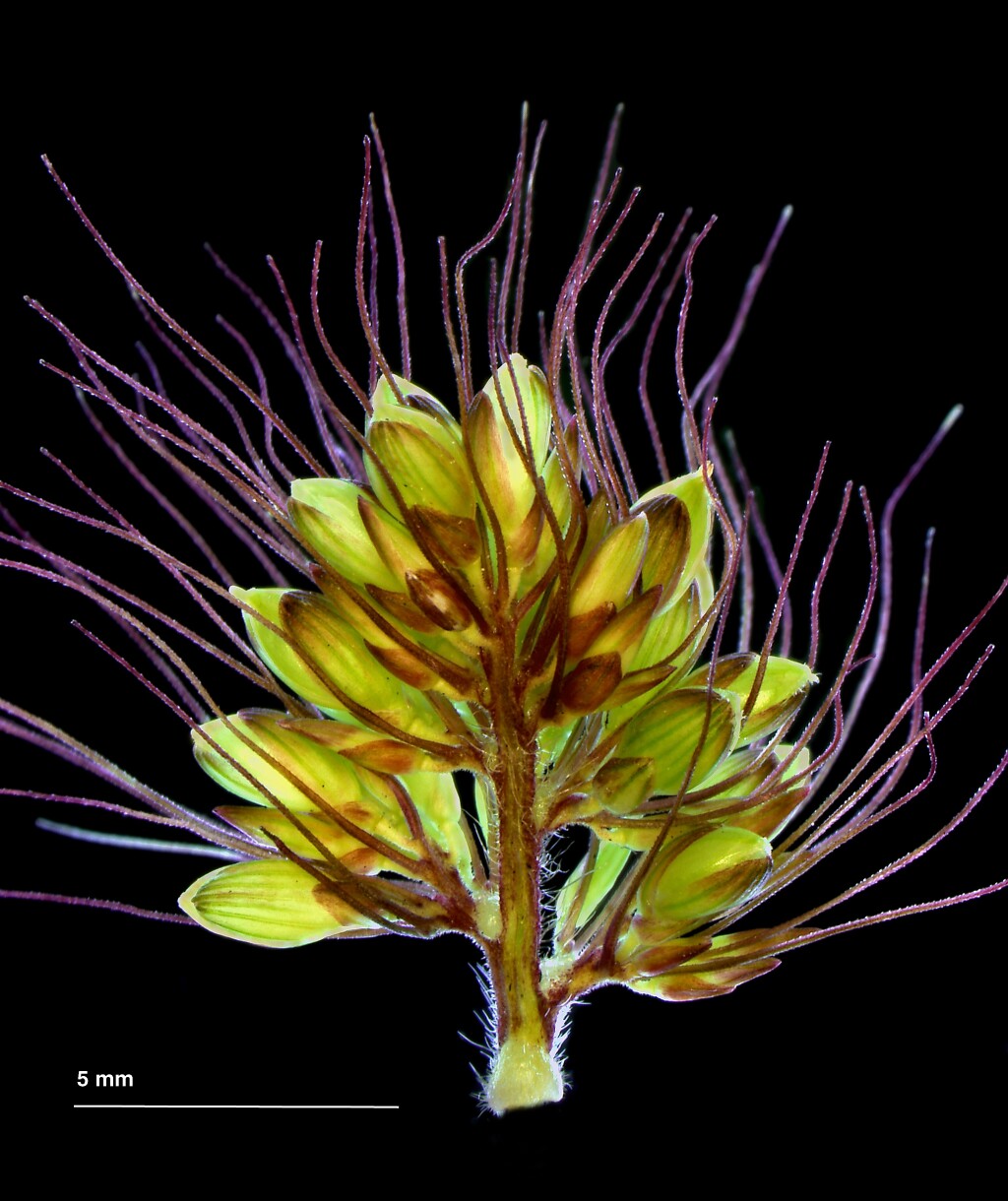 Setaria italica (hero image)