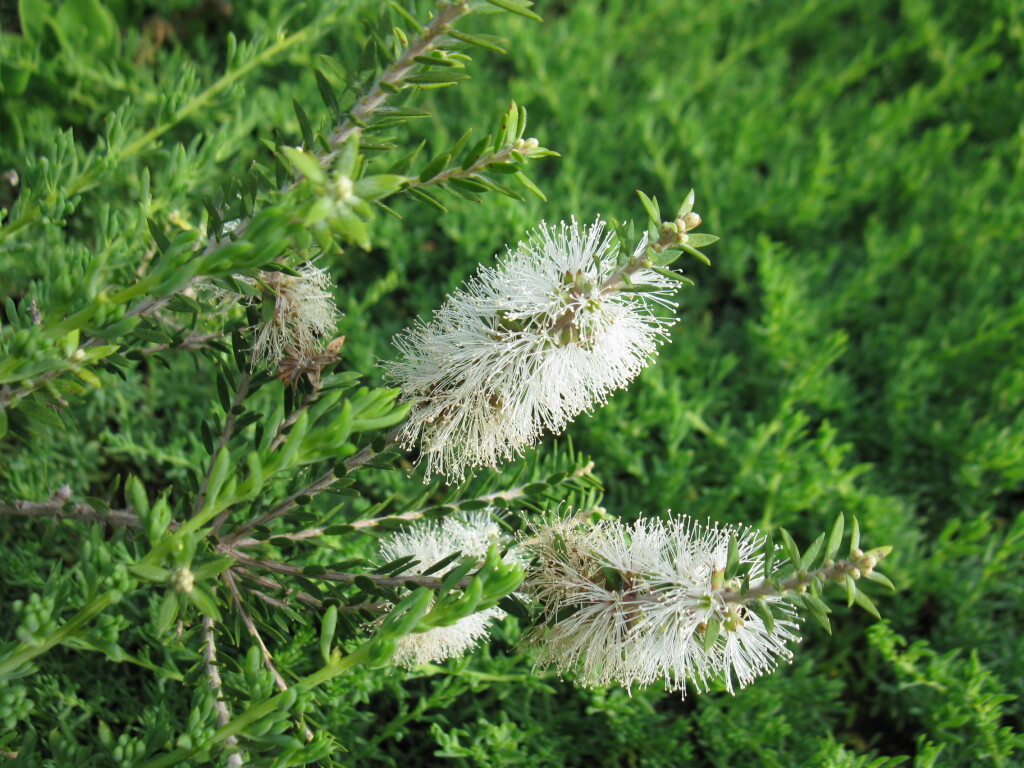 Melaleuca lanceolata (hero image)