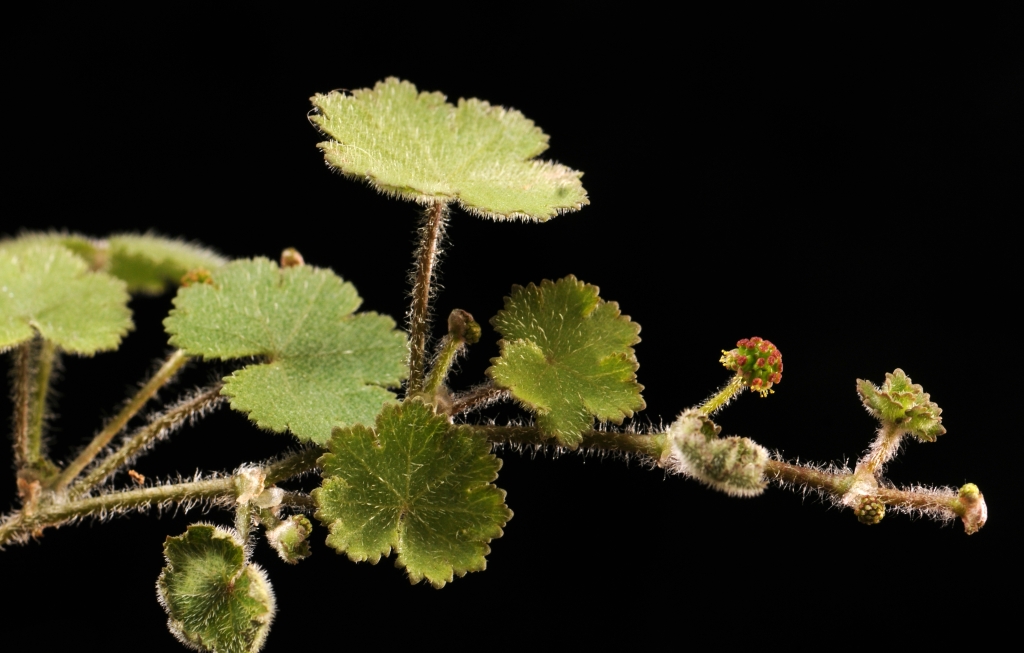 Hydrocotyle moschata (hero image)