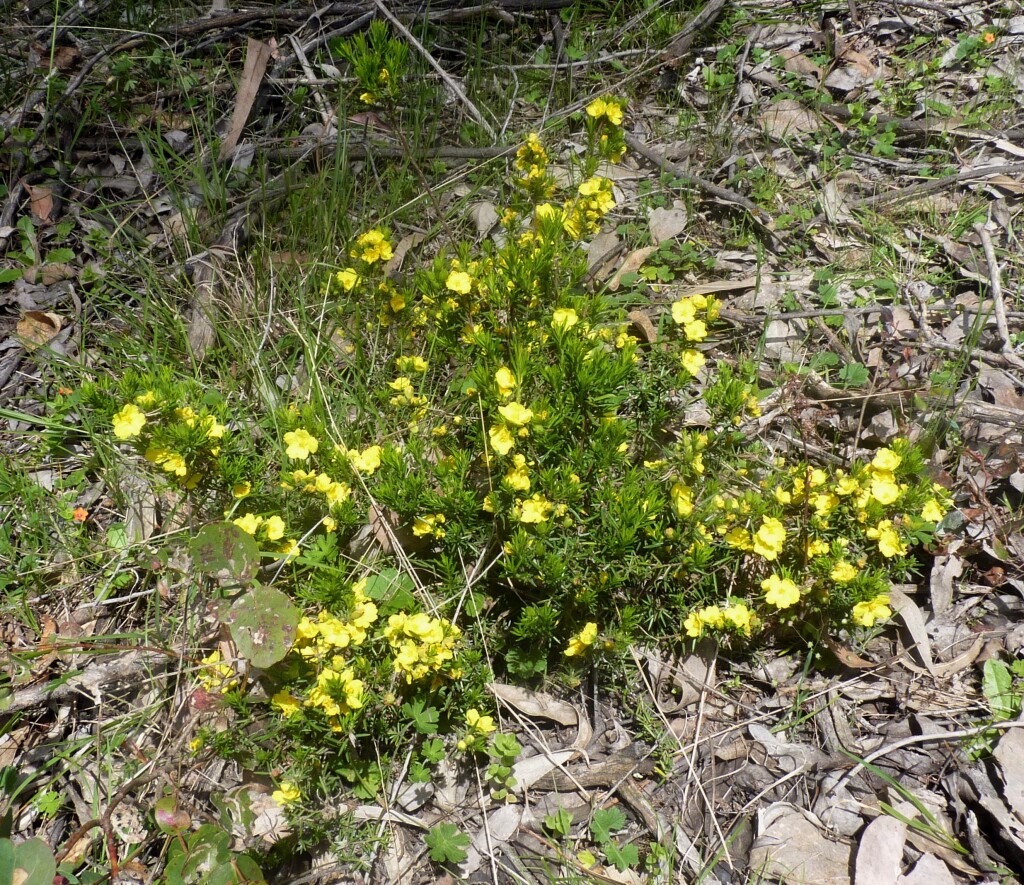 Hibbertia strigosa (hero image)