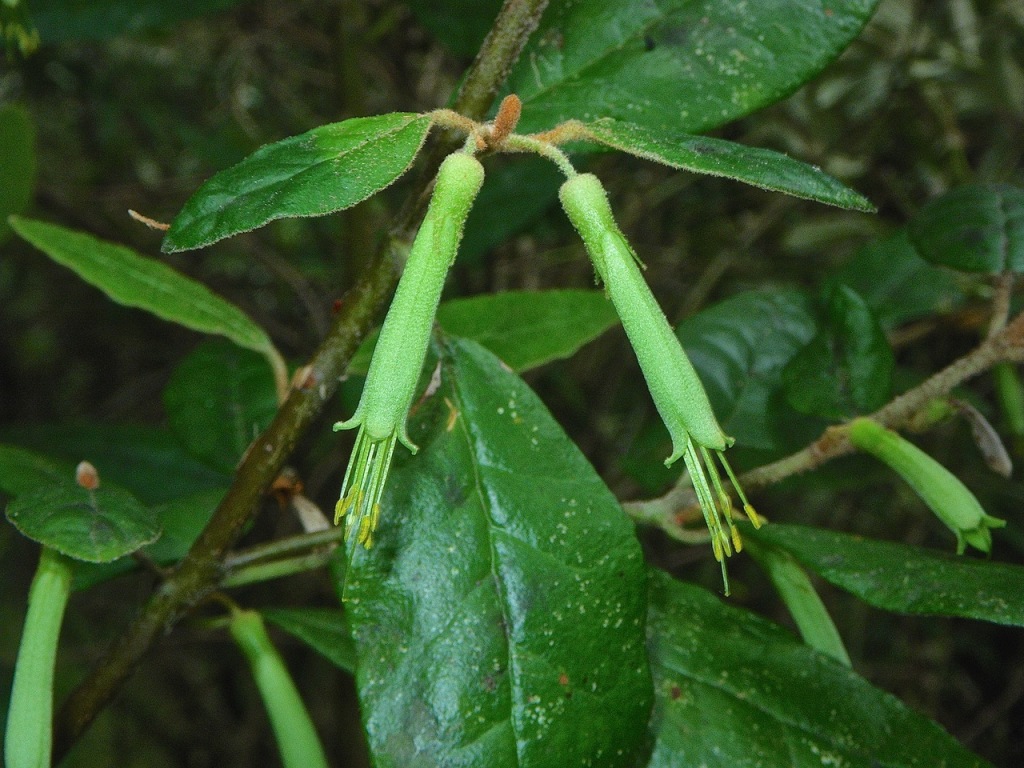 Correa lawrenceana var. genoensis (hero image)