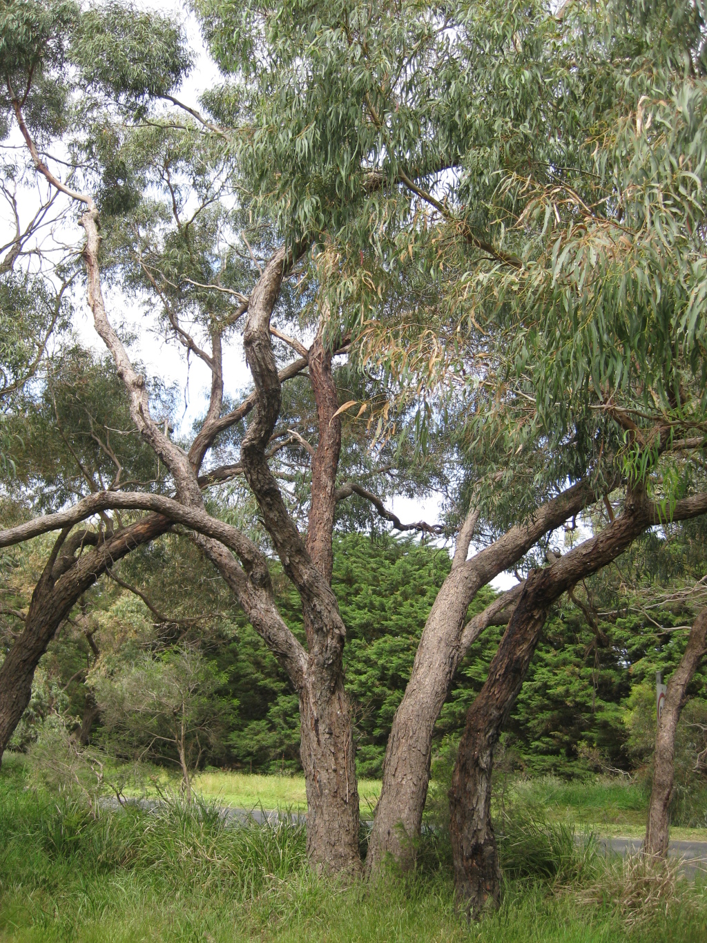 Eucalyptus viminalis subsp. pryoriana (hero image)