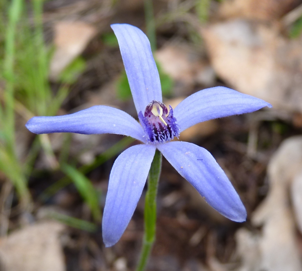 Pheladenia deformis (hero image)