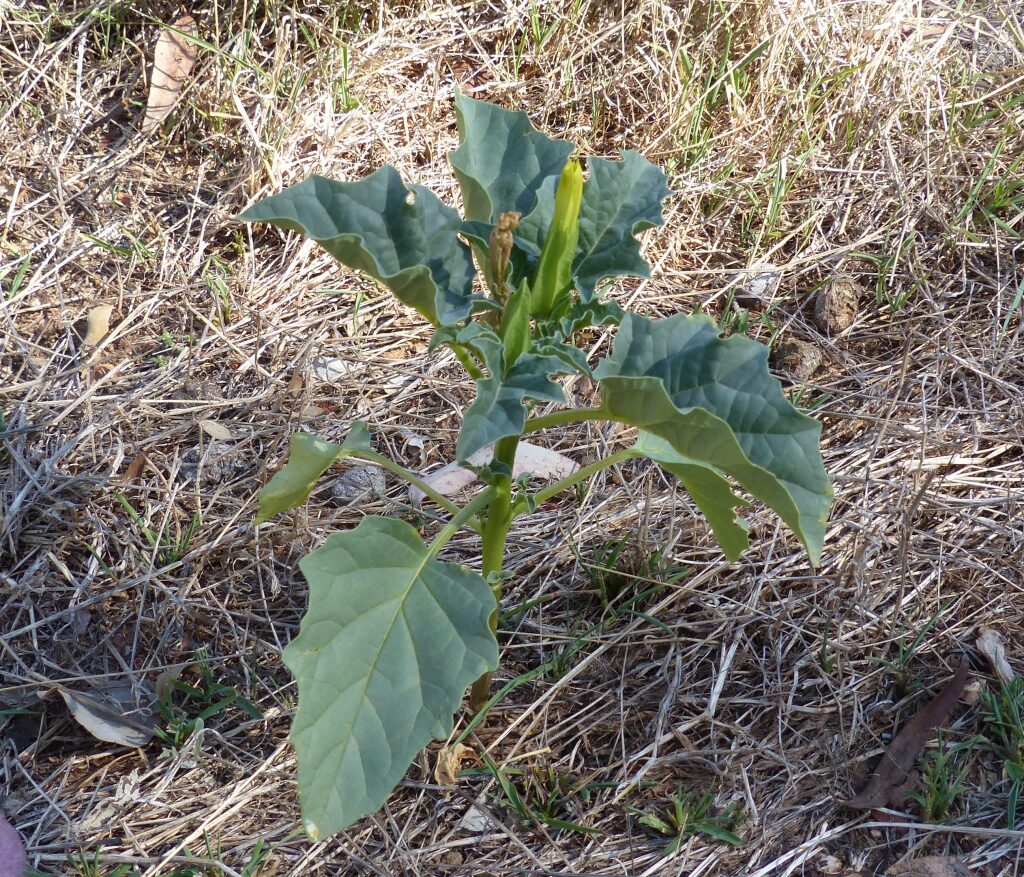 Datura ferox (hero image)