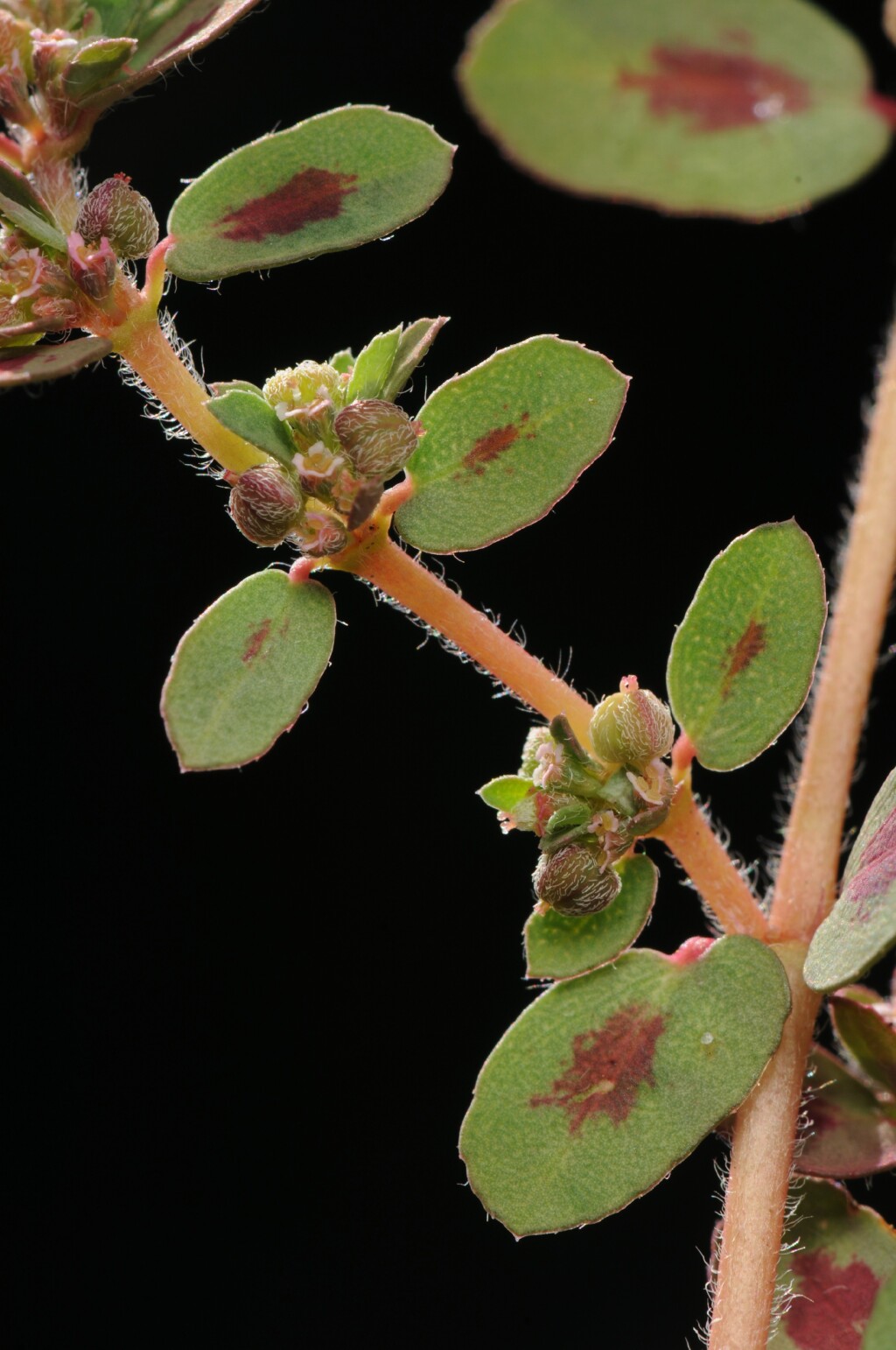 Euphorbia maculata (hero image)