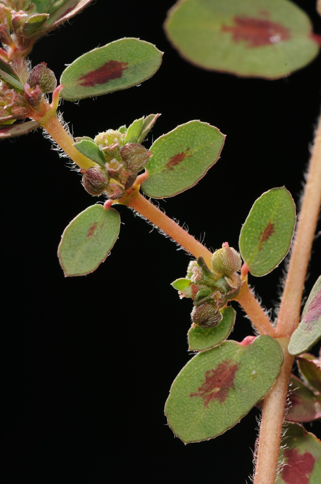 Euphorbia (hero image)