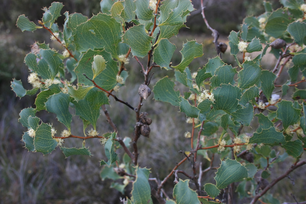 Hakea undulata (hero image)