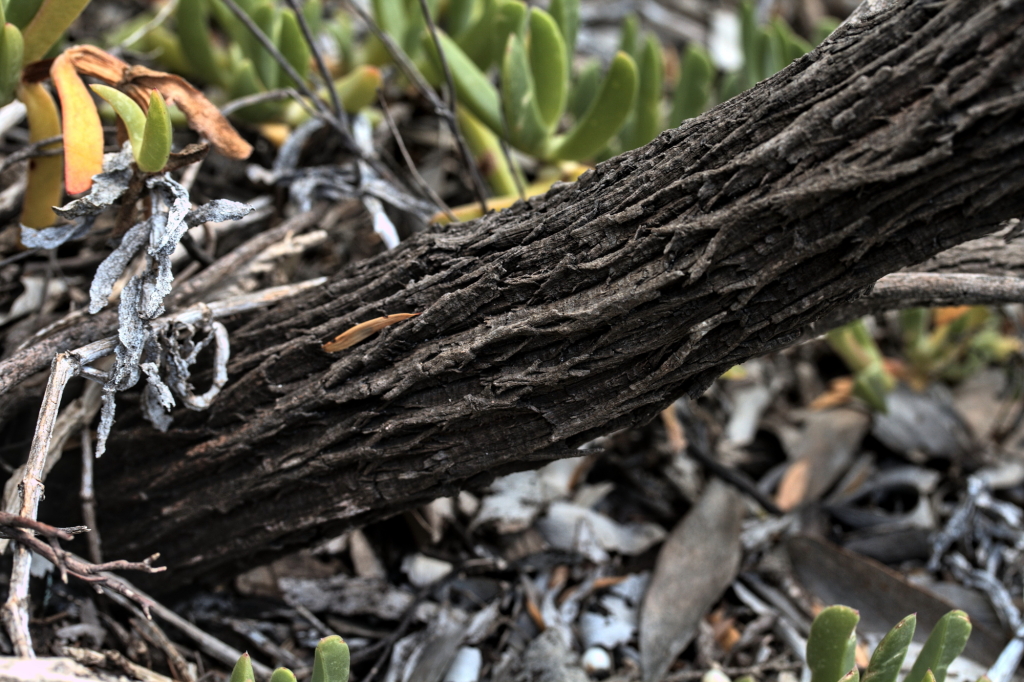 Leucopogon parviflorus (hero image)