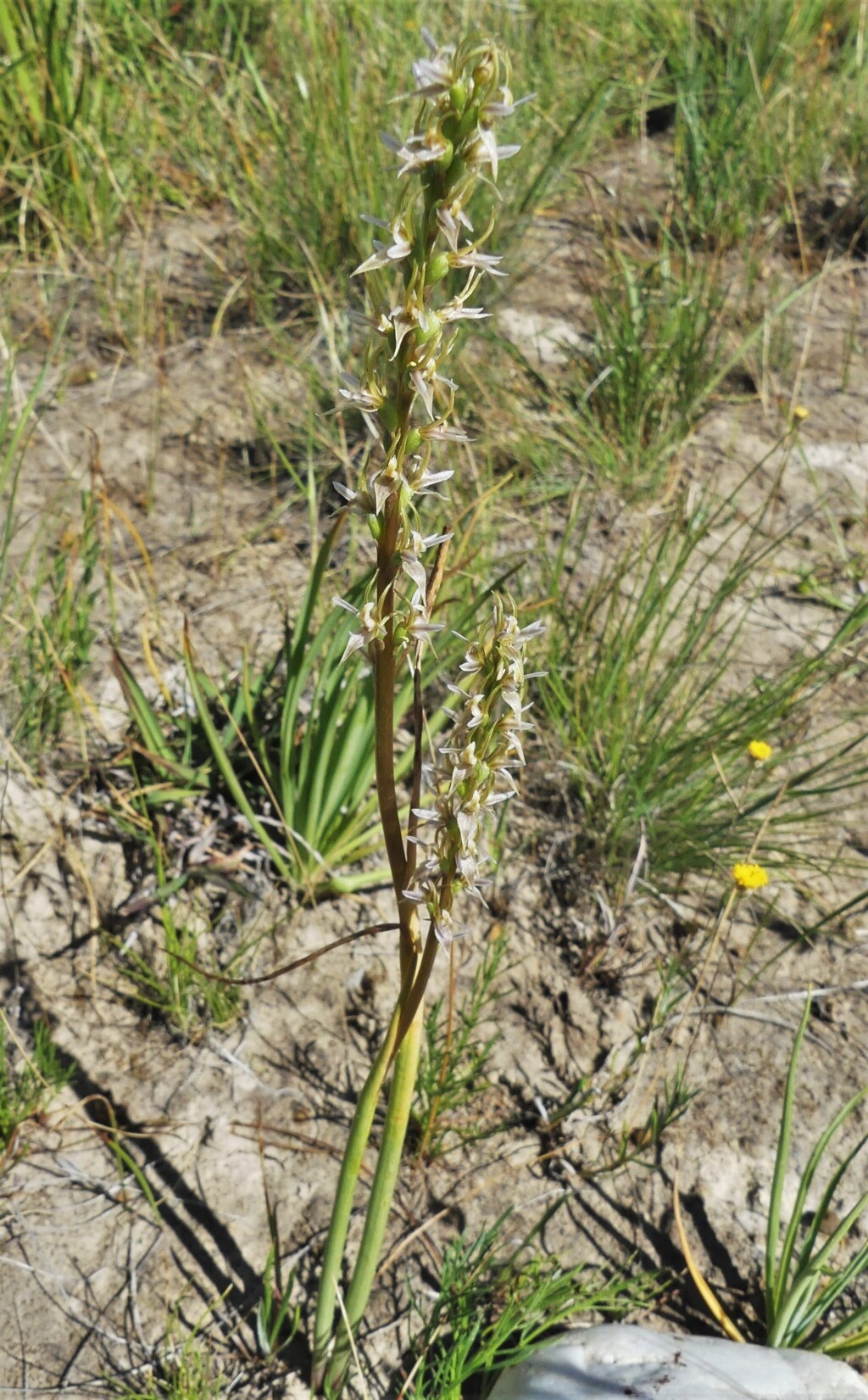 Prasophyllum hygrophilum (hero image)