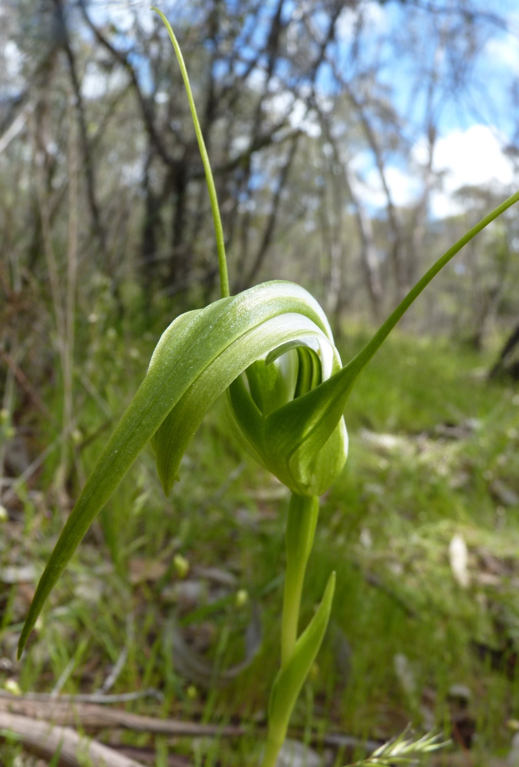 Pterostylis falcata (hero image)