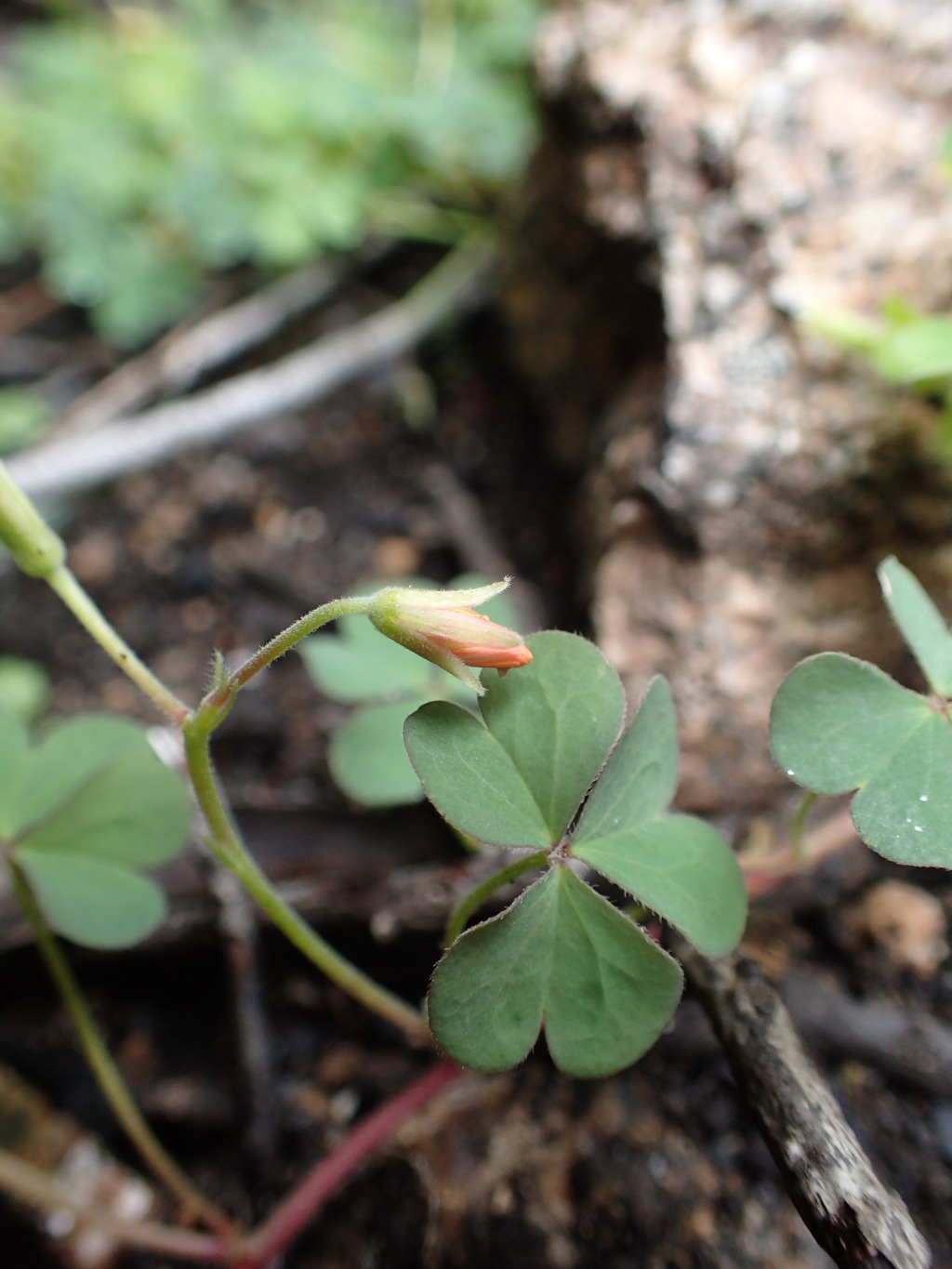 Oxalis chnoodes (hero image)