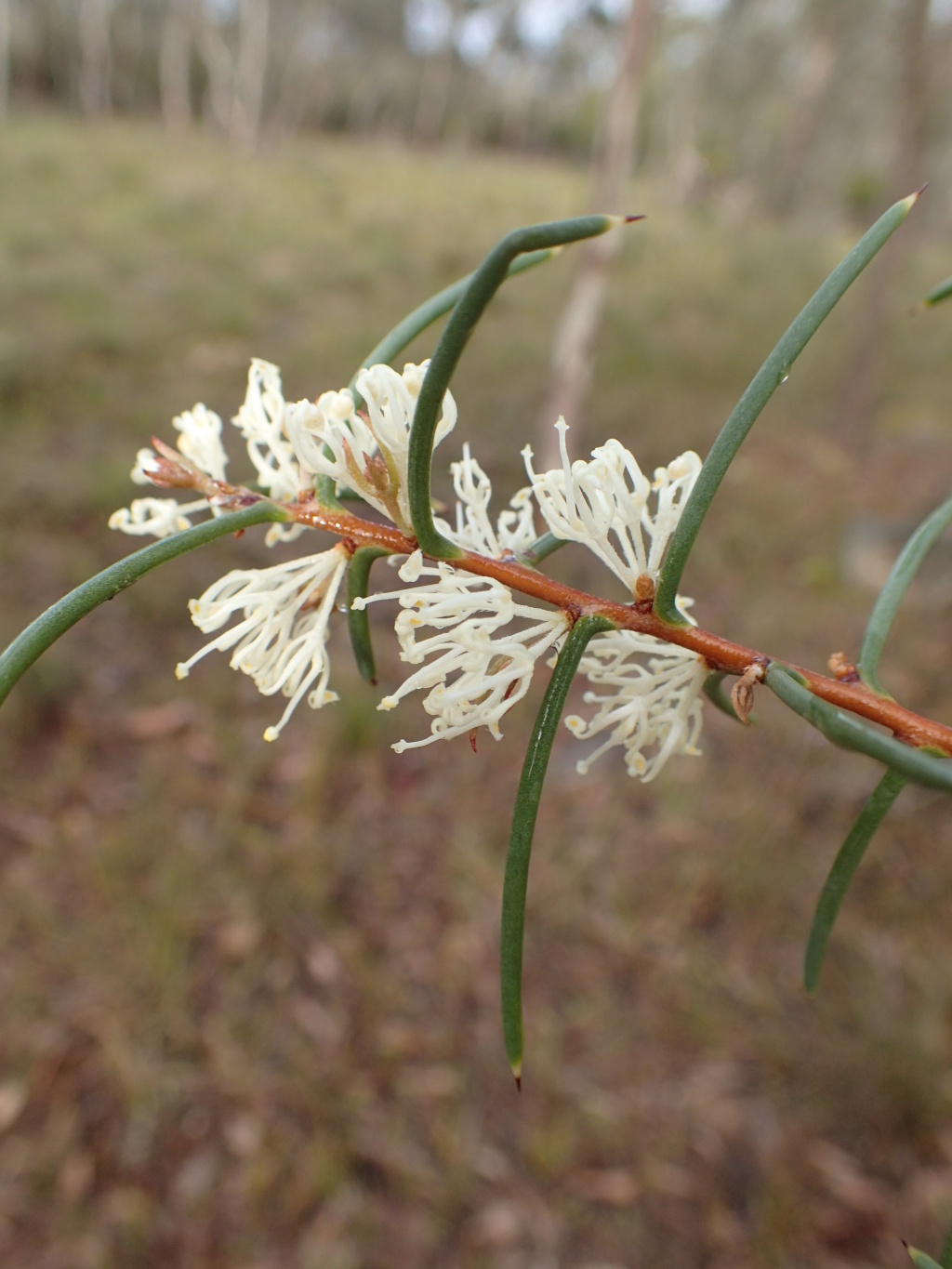 Hakea rugosa (hero image)