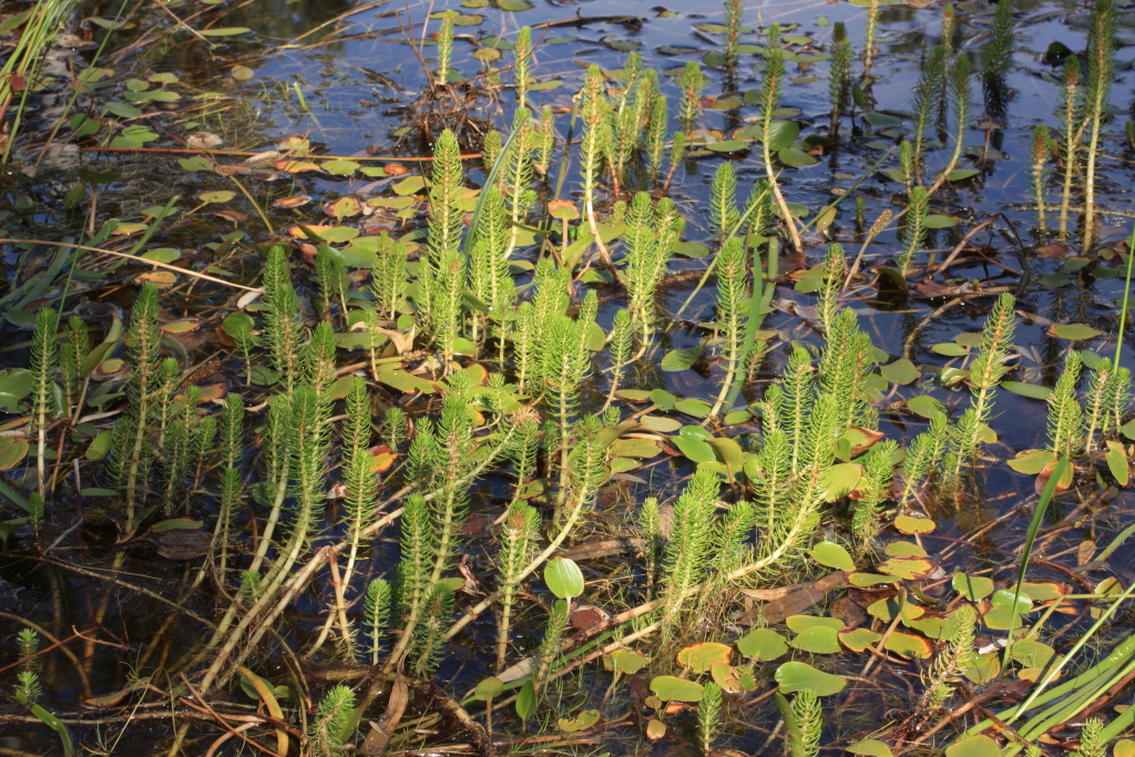 Myriophyllum crispatum (hero image)