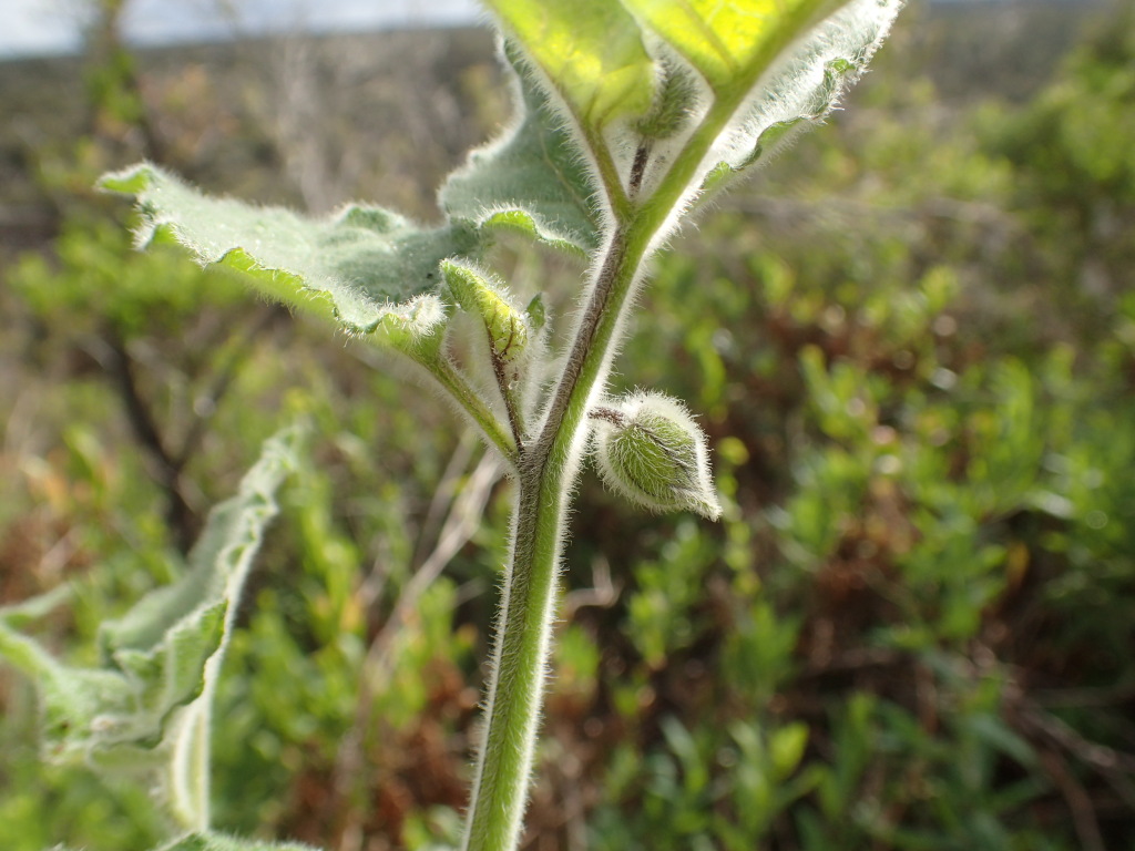 Physalis peruviana (hero image)