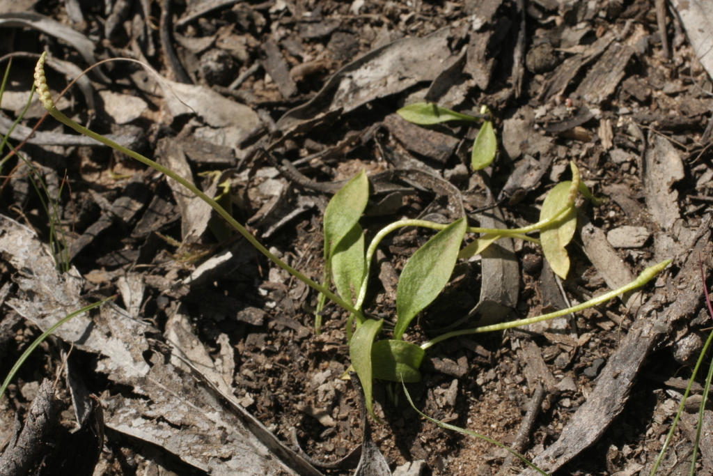 Ophioglossum (hero image)