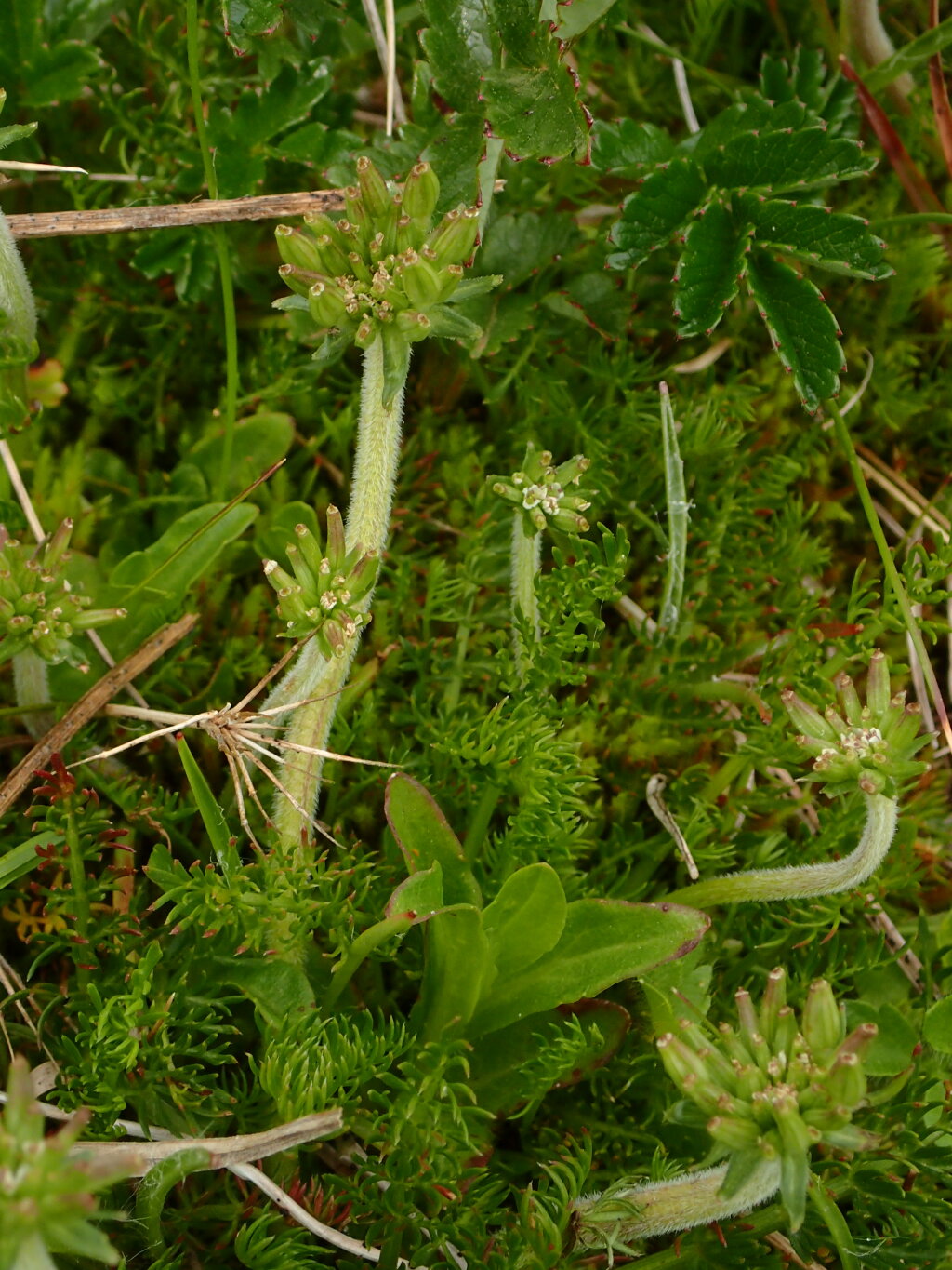 Oreomyrrhis ciliata (hero image)