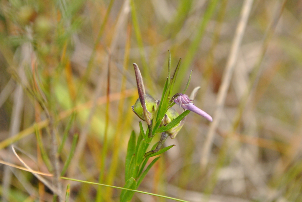 Pigea vernonii subsp. vernonii (hero image)