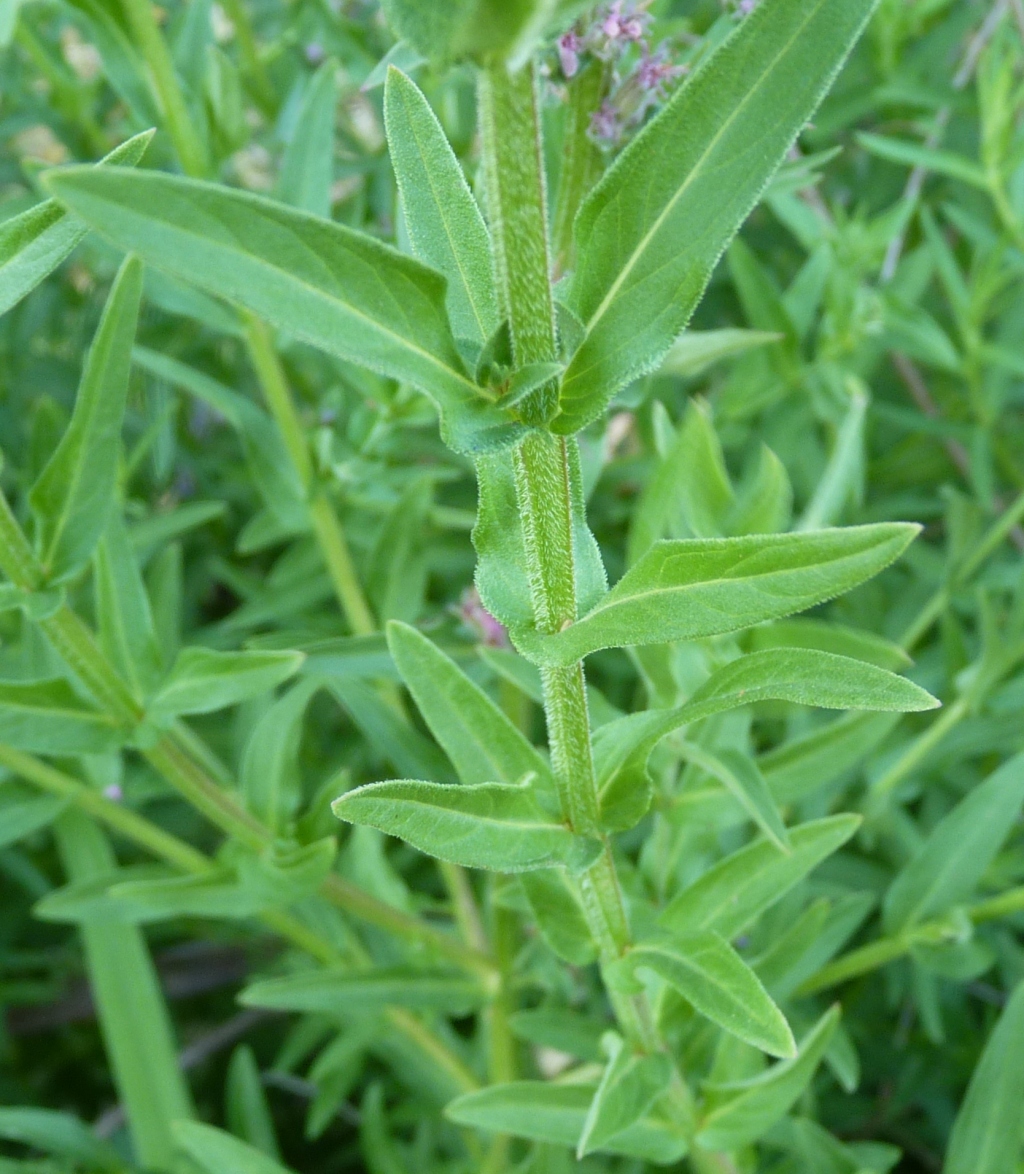 Lythrum salicaria (hero image)