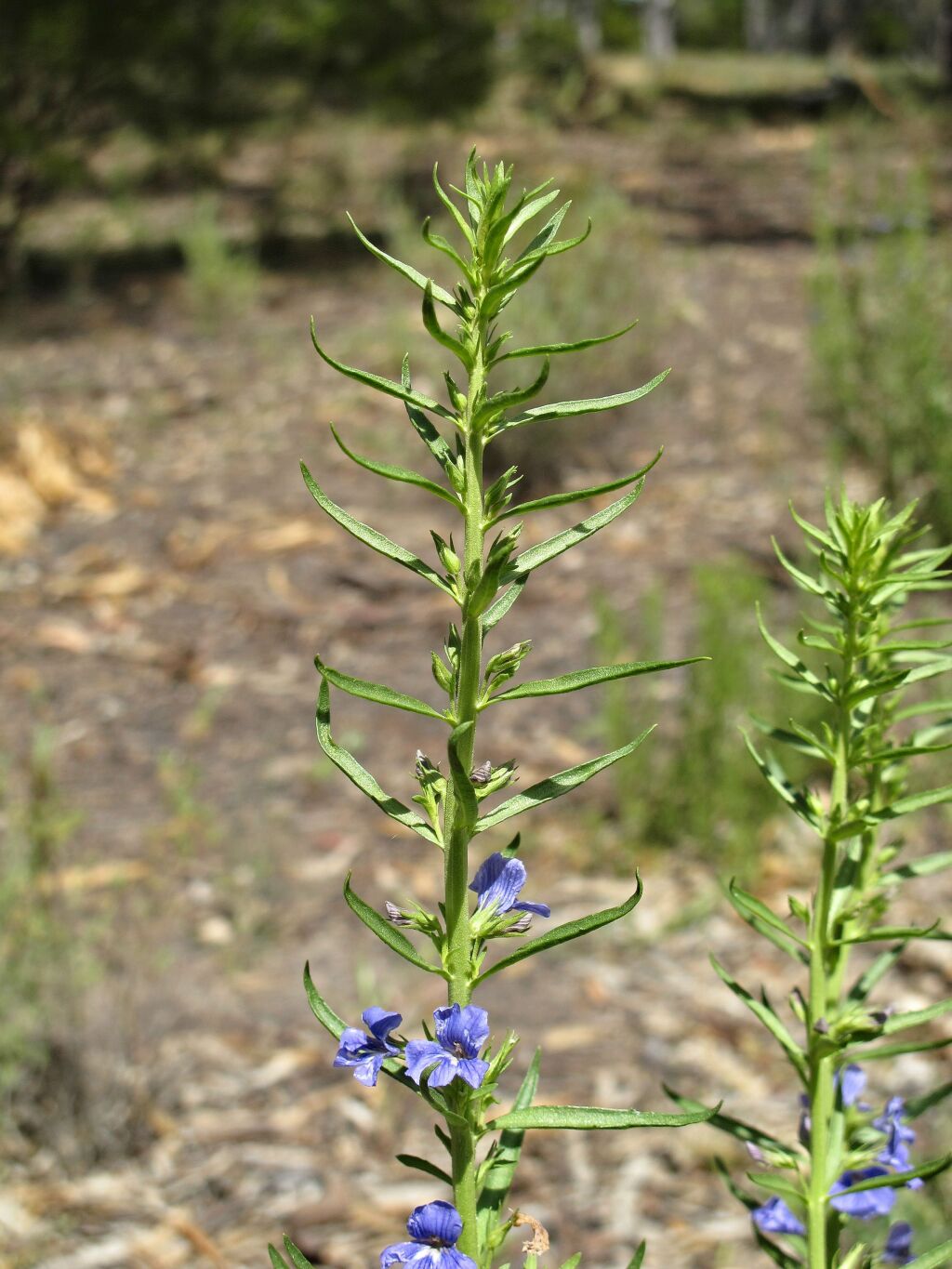 Stemodia florulenta (hero image)