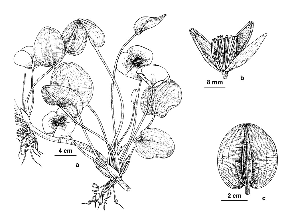 Hydrocleys (hero image)