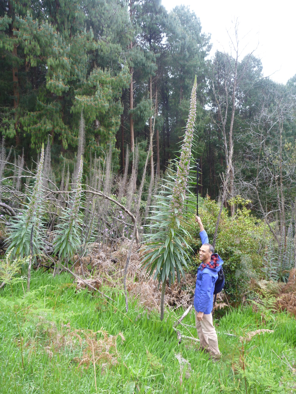Echium (hero image)