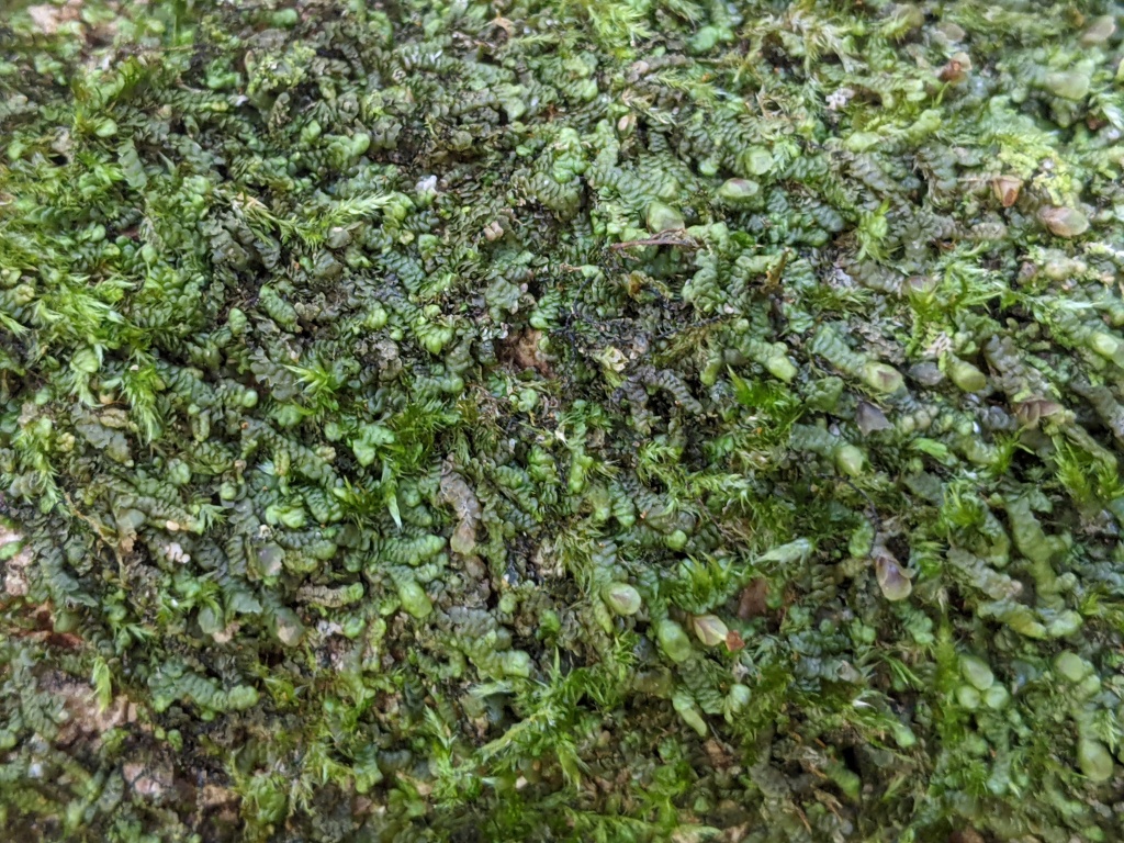 Frullaniaceae (hero image)