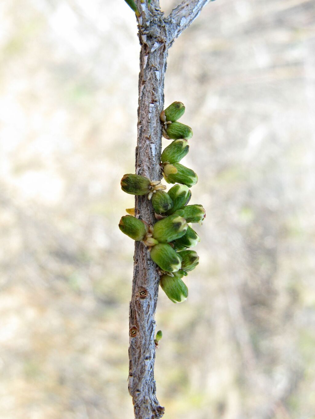 Melaleuca brevifolia (hero image)