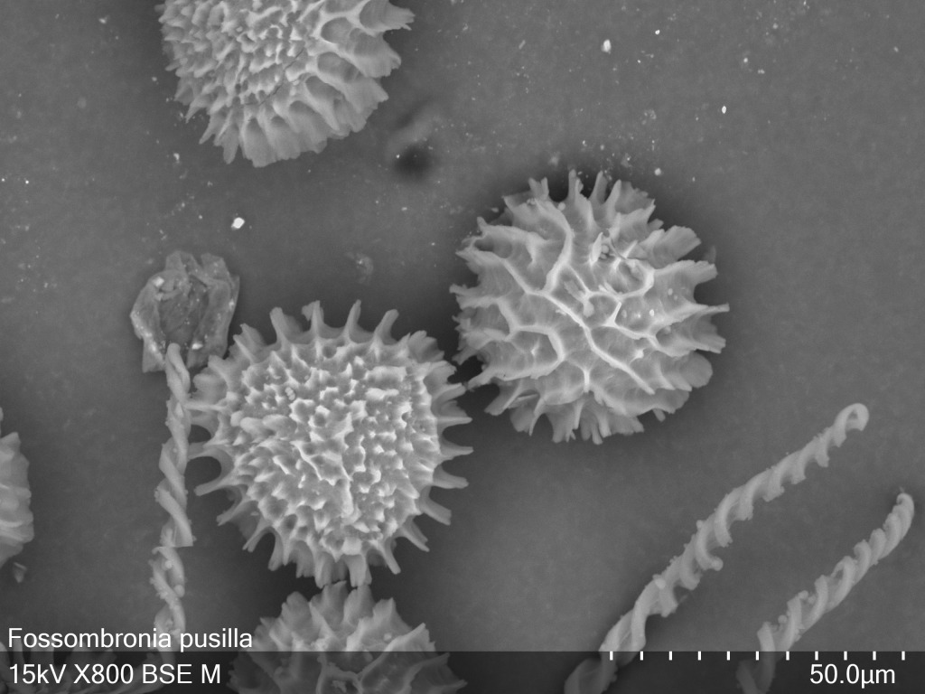 Fossombronia (hero image)