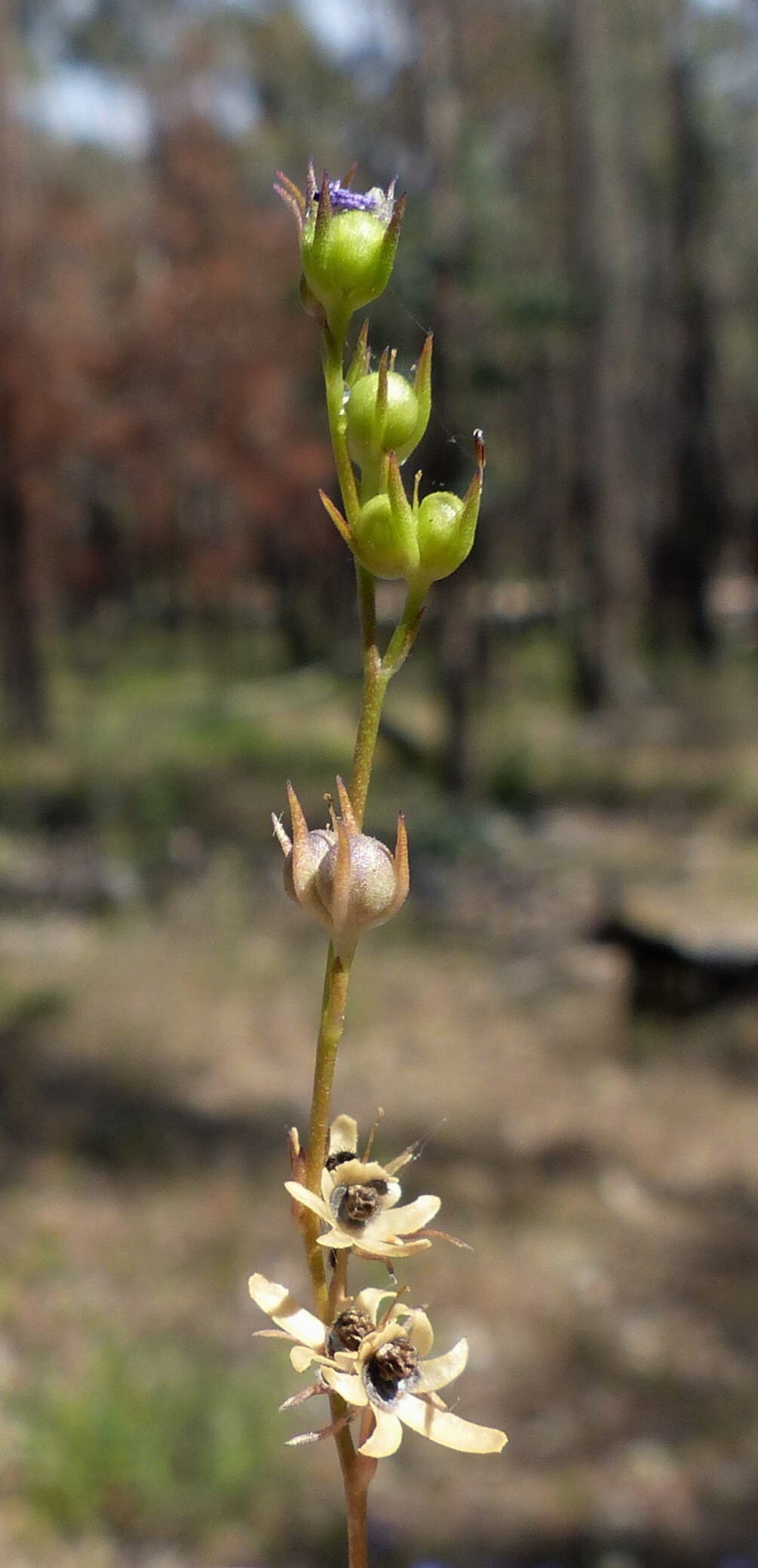 Linaria (hero image)