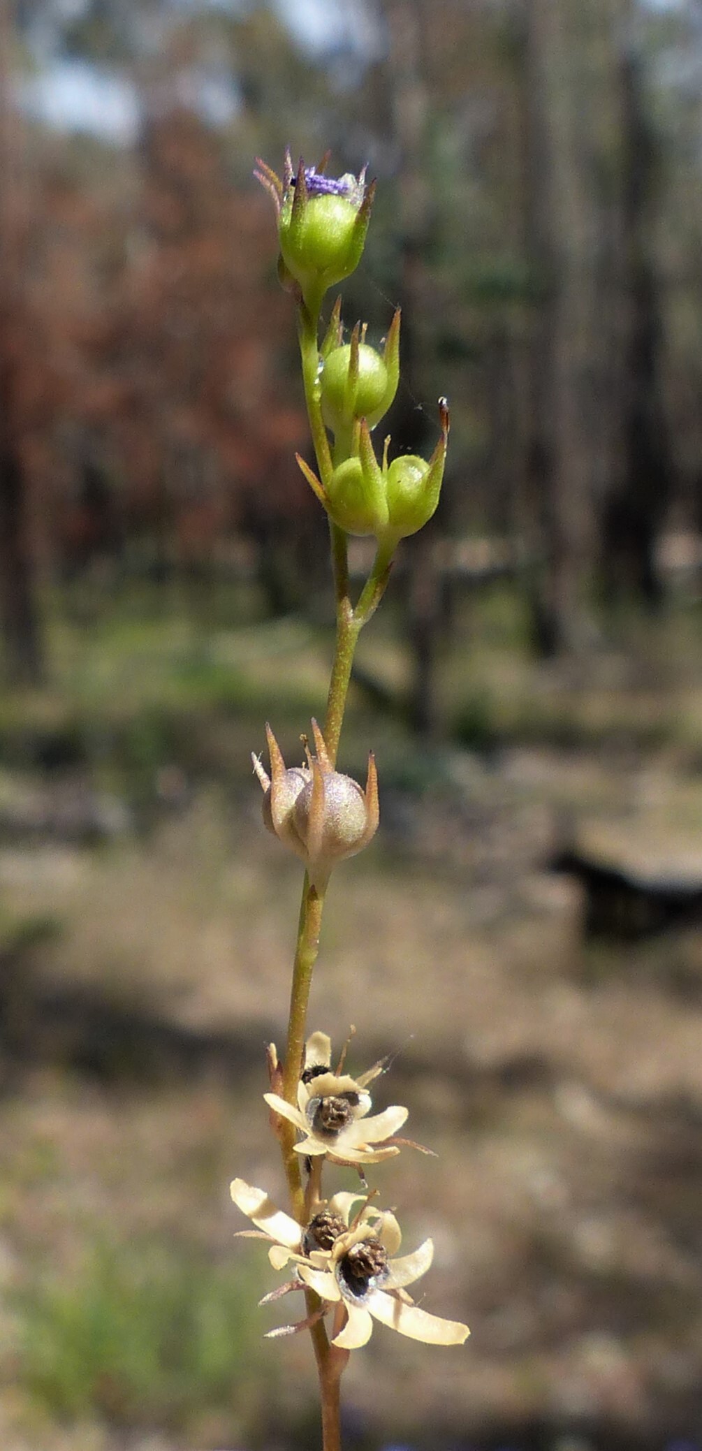 Linaria pelisseriana (hero image)
