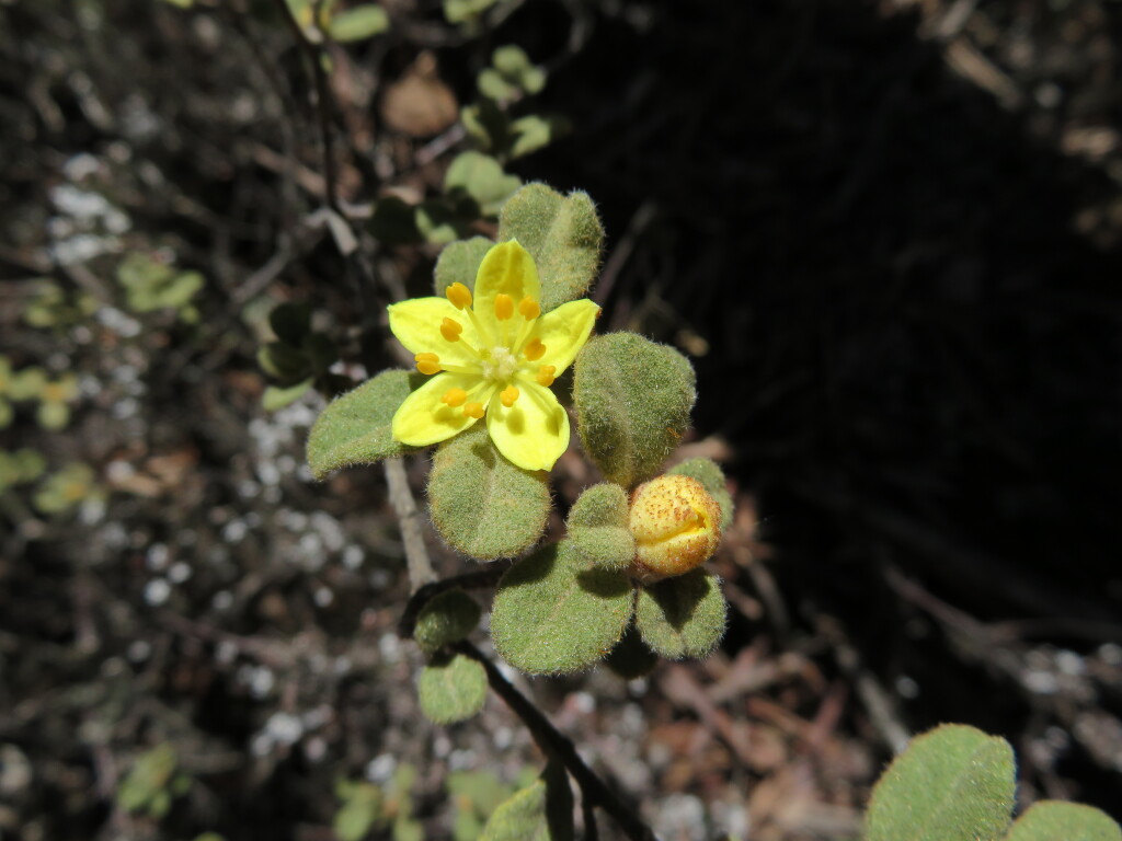 Asterolasia asteriscophora subsp. asteriscophora (hero image)